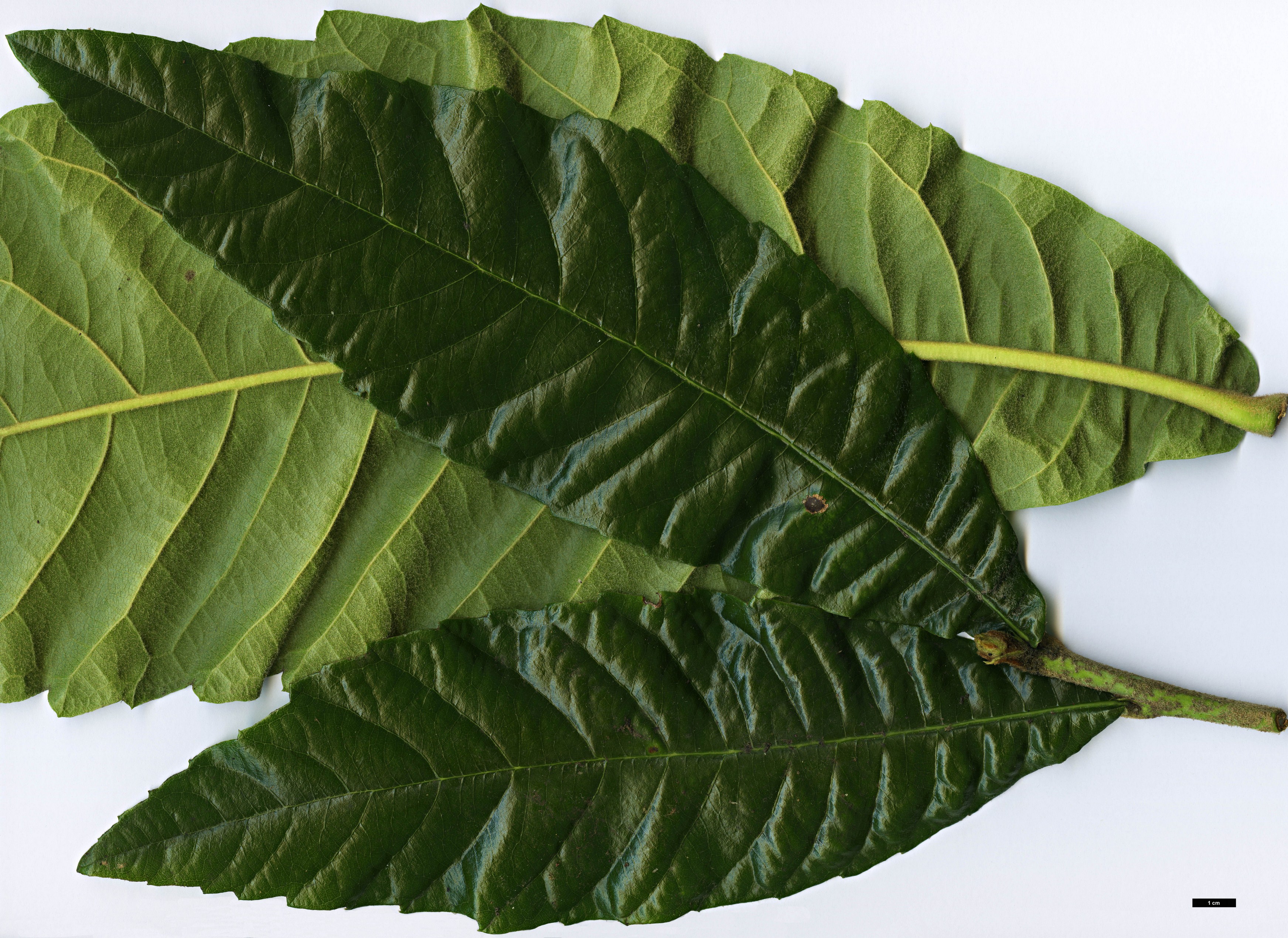 High resolution image: Family: Rosaceae - Genus: Eriobotrya - Taxon: japonica High resolution image: Family: Rosaceae - Genus: Eriobotrya - Taxon: japonica