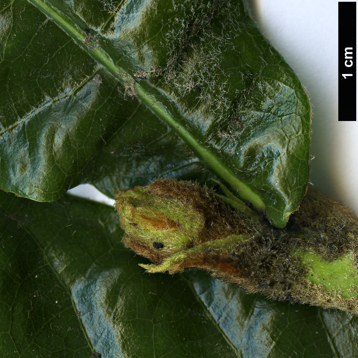 High resolution image: Family: Rosaceae - Genus: Eriobotrya - Taxon: japonica