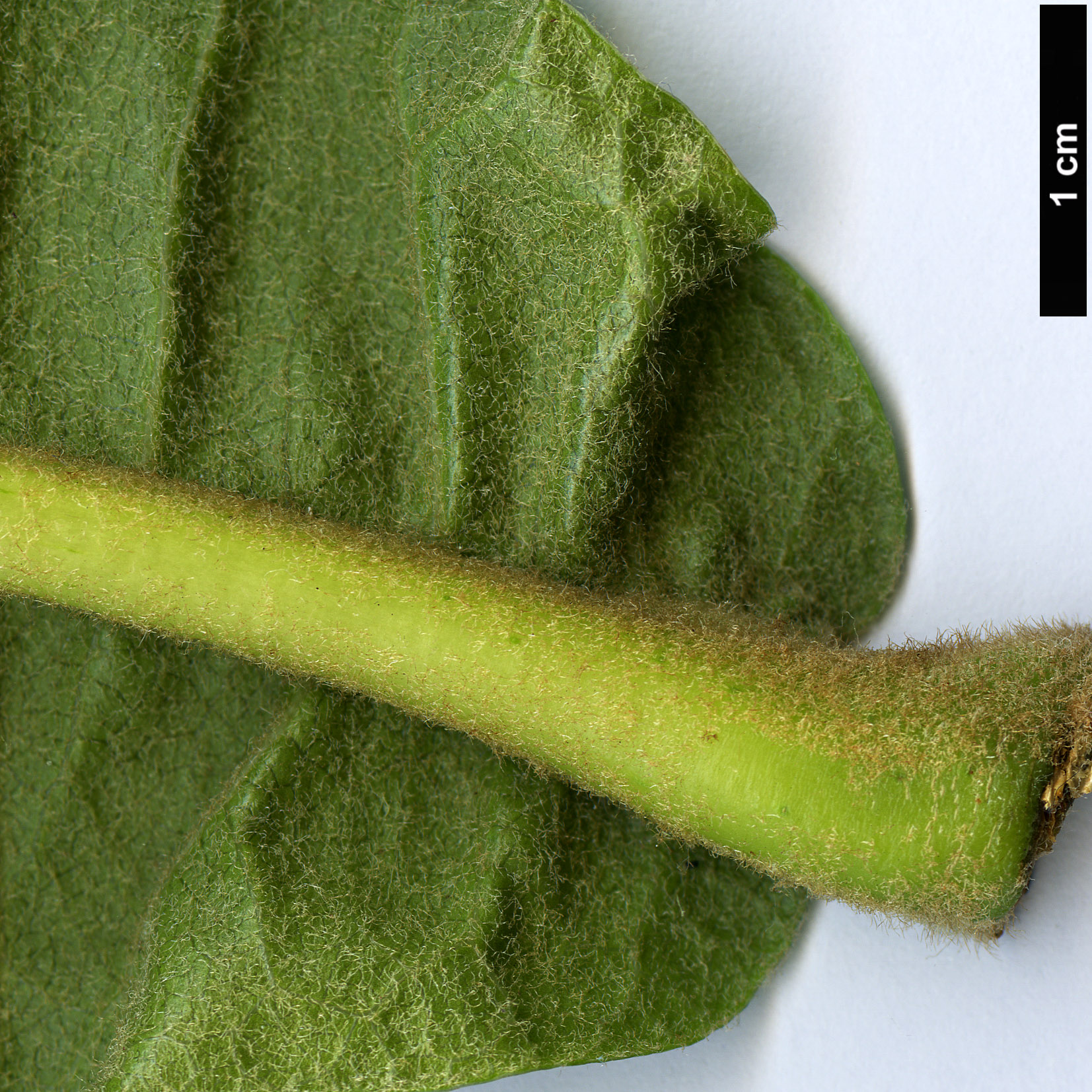 High resolution image: Family: Rosaceae - Genus: Eriobotrya - Taxon: japonica High resolution image: Family: Rosaceae - Genus: Eriobotrya - Taxon: japonica