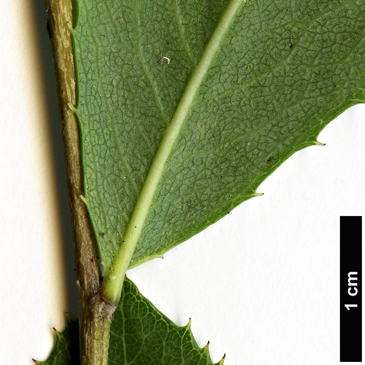High resolution image: Family: Rosaceae - Genus: Kageneckia - Taxon: oblonga