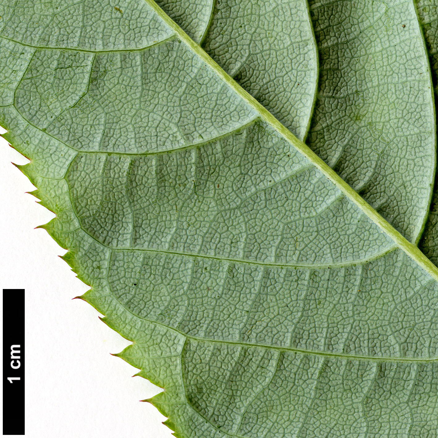 High resolution image: Family: Rosaceae - Genus: Maddenia - Taxon: hypoleuca