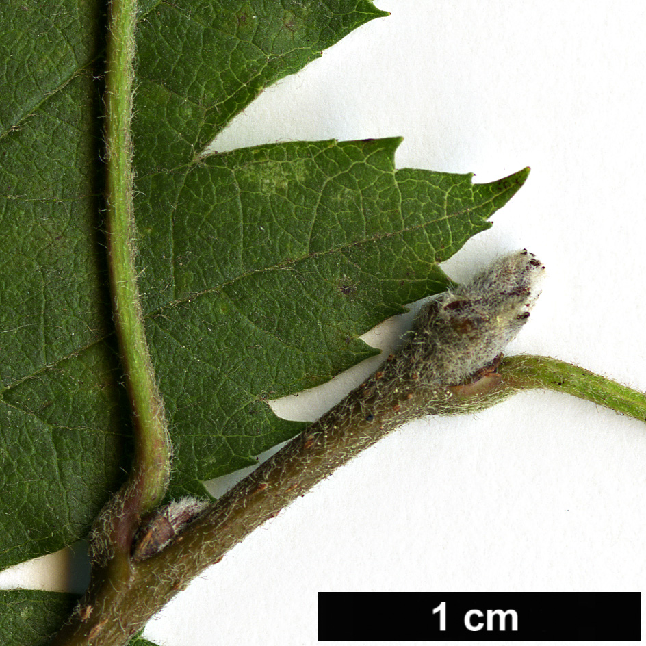 High resolution image: Family: Rosaceae - Genus: Malus - Taxon: florentina