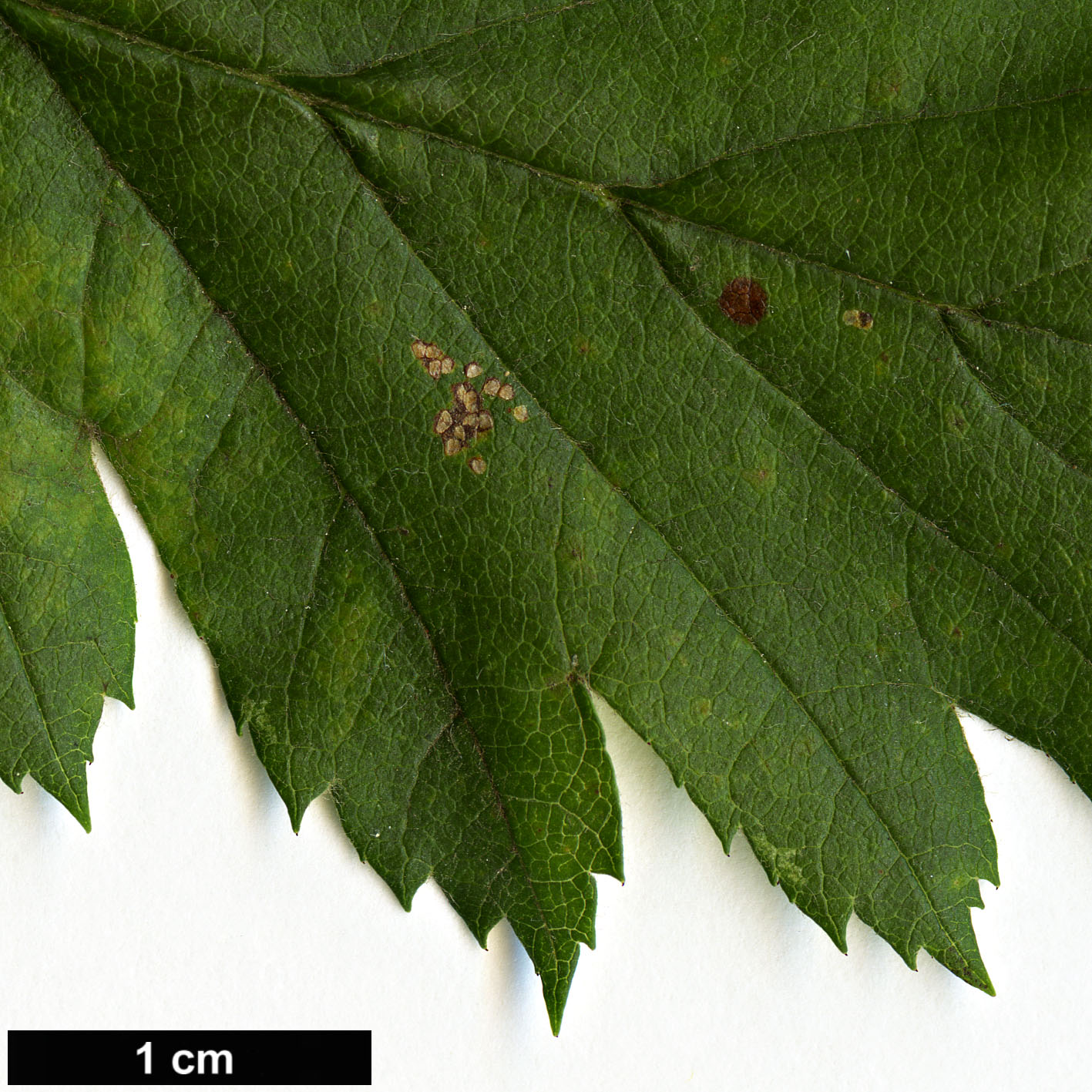 High resolution image: Family: Rosaceae - Genus: Malus - Taxon: florentina
