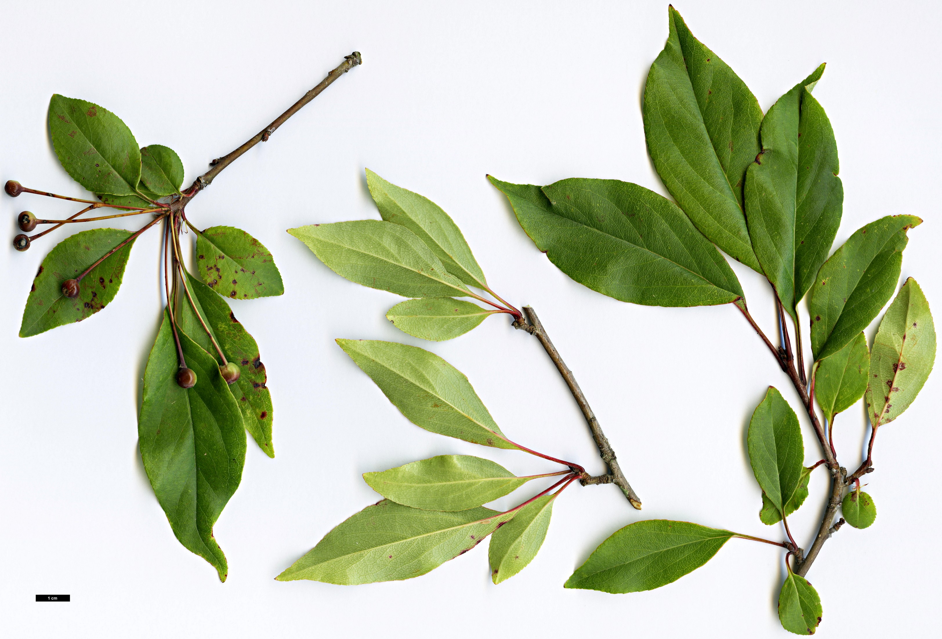 High resolution image: Family: Rosaceae - Genus: Malus - Taxon: halliana High resolution image: Family: Rosaceae - Genus: Malus - Taxon: halliana