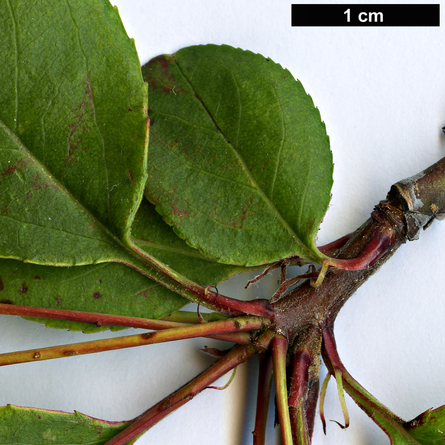 High resolution image: Family: Rosaceae - Genus: Malus - Taxon: halliana High resolution image: Family: Rosaceae - Genus: Malus - Taxon: halliana