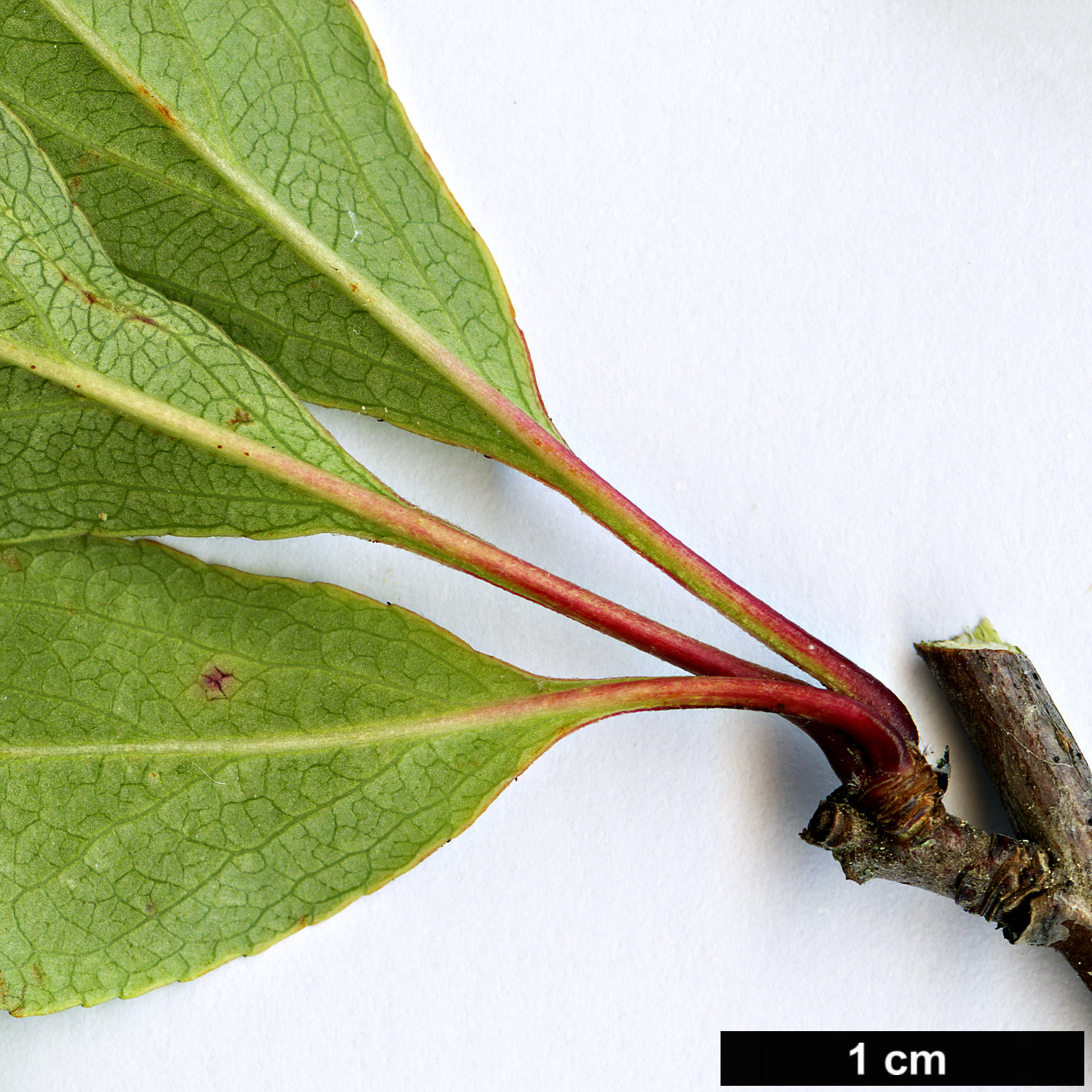 High resolution image: Family: Rosaceae - Genus: Malus - Taxon: halliana High resolution image: Family: Rosaceae - Genus: Malus - Taxon: halliana