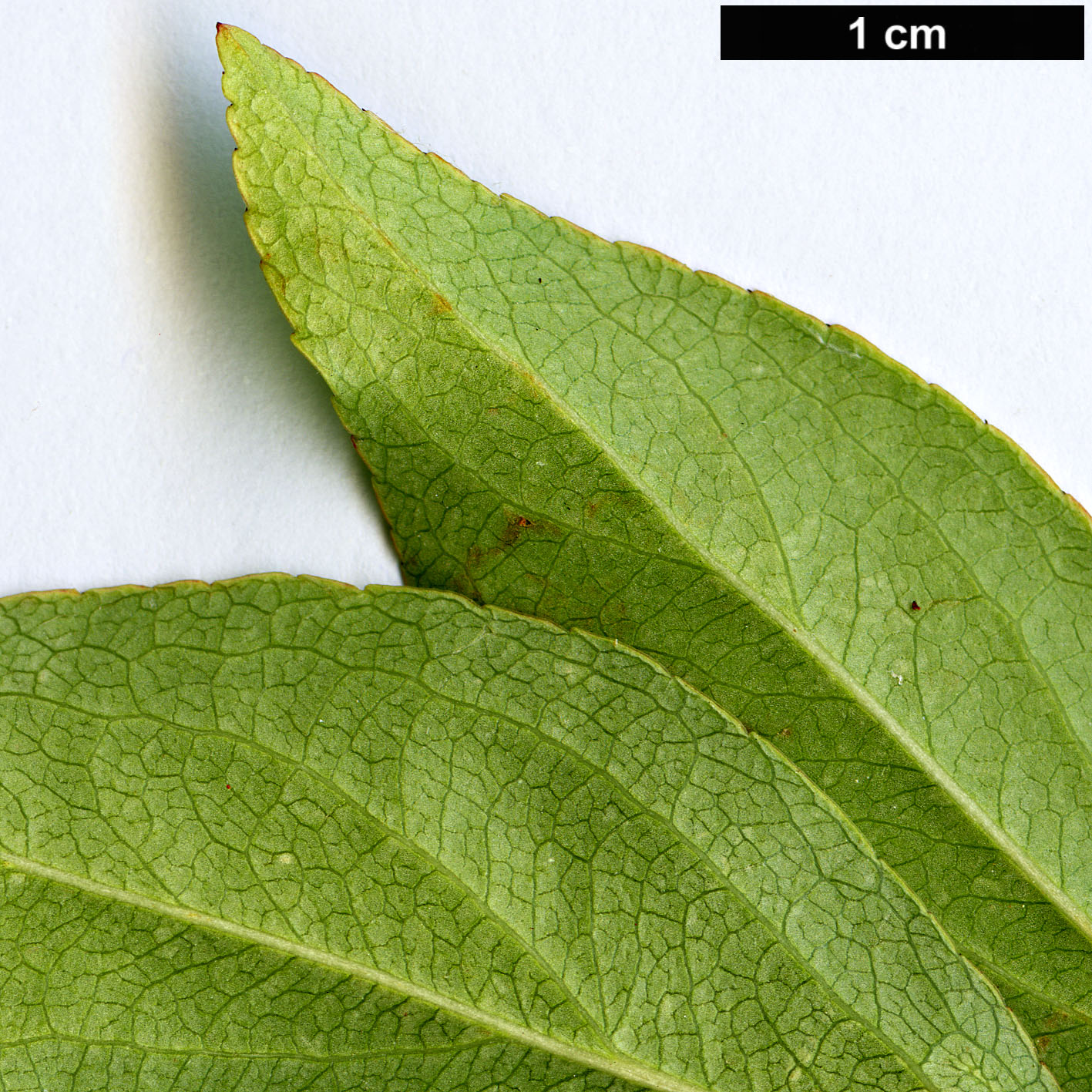 High resolution image: Family: Rosaceae - Genus: Malus - Taxon: halliana High resolution image: Family: Rosaceae - Genus: Malus - Taxon: halliana