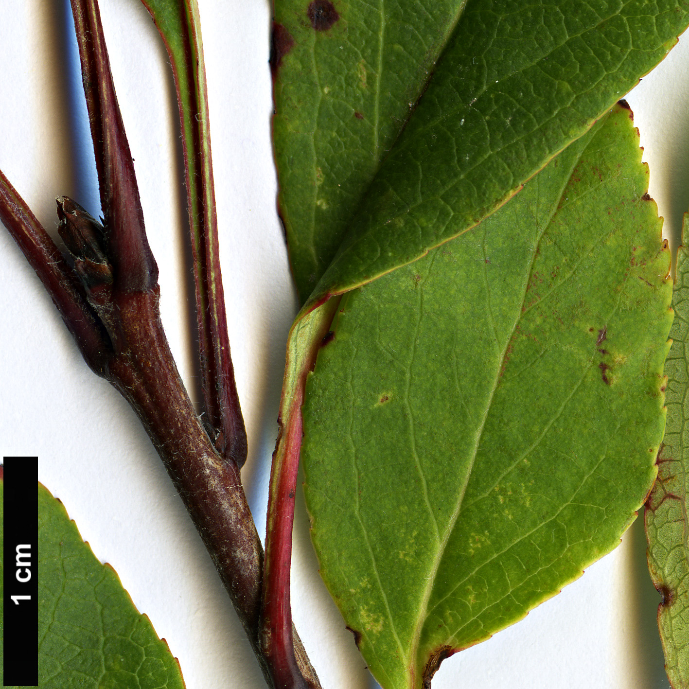 High resolution image: Family: Rosaceae - Genus: Malus - Taxon: halliana High resolution image: Family: Rosaceae - Genus: Malus - Taxon: halliana