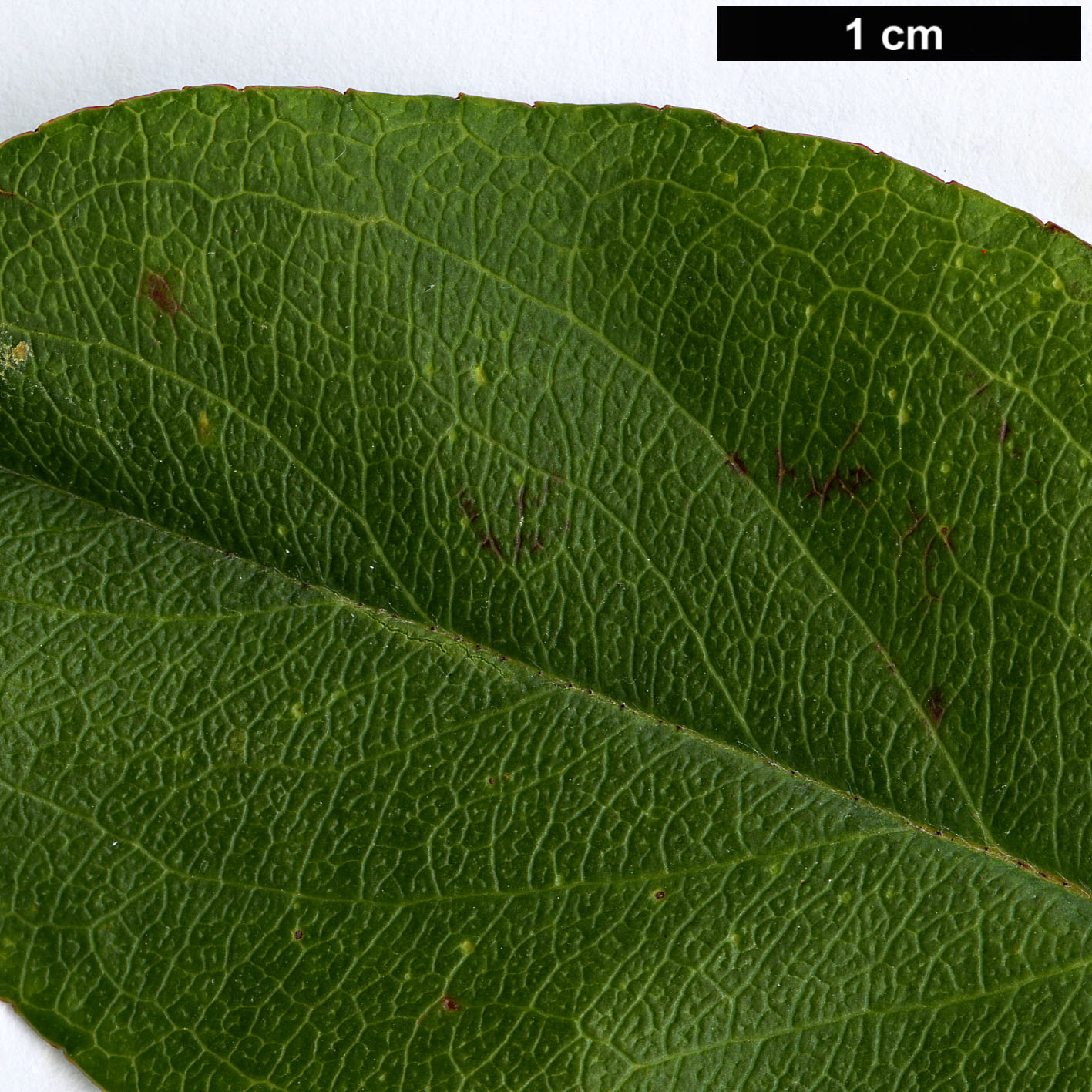 High resolution image: Family: Rosaceae - Genus: Malus - Taxon: halliana High resolution image: Family: Rosaceae - Genus: Malus - Taxon: halliana