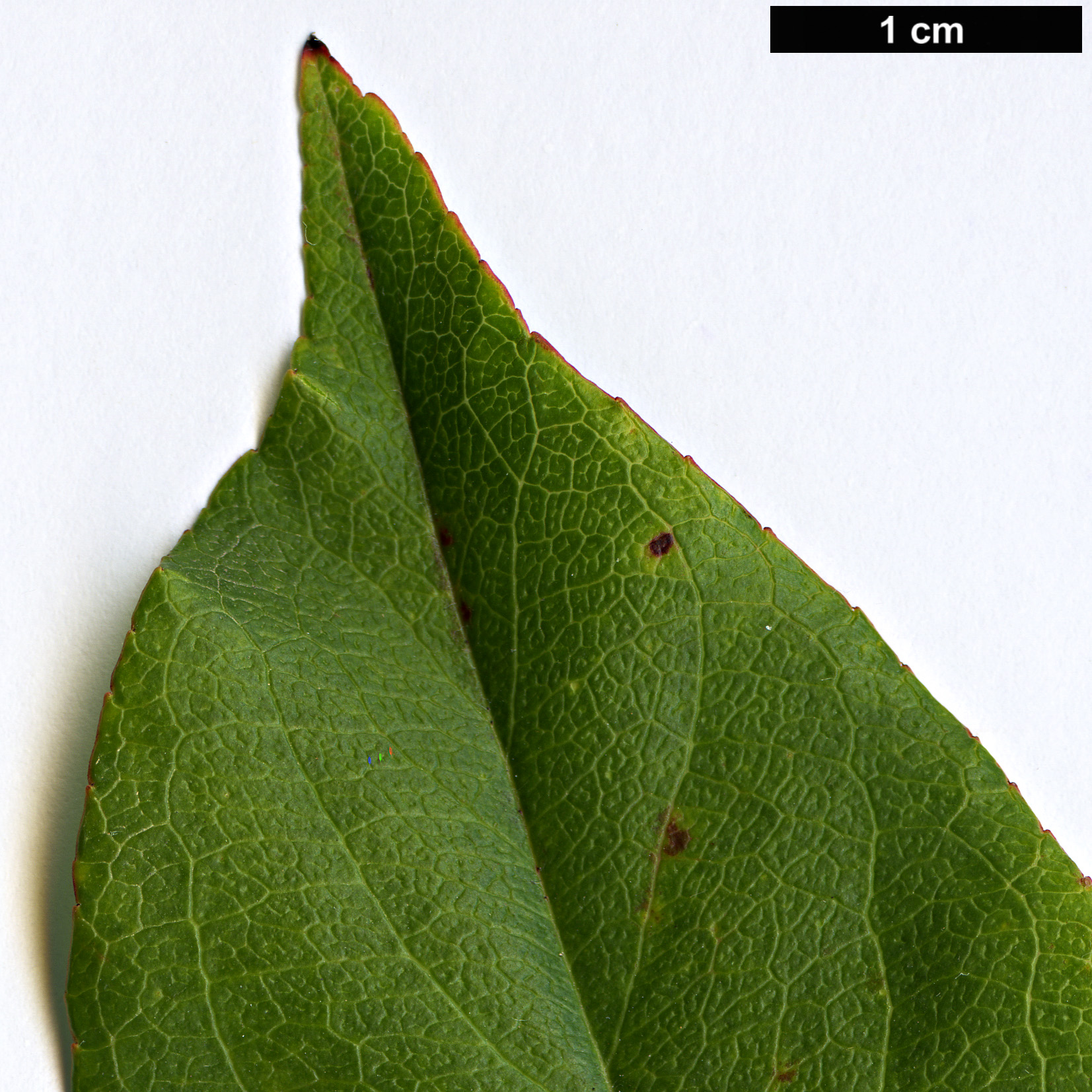 High resolution image: Family: Rosaceae - Genus: Malus - Taxon: halliana High resolution image: Family: Rosaceae - Genus: Malus - Taxon: halliana