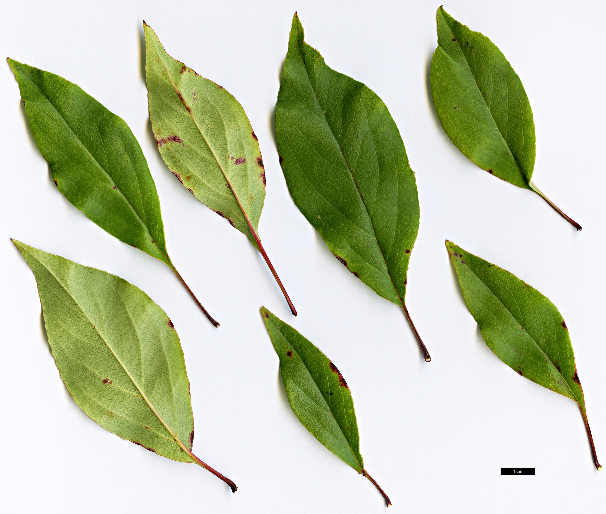 High resolution image: Family: Rosaceae - Genus: Malus - Taxon: halliana High resolution image: Family: Rosaceae - Genus: Malus - Taxon: halliana