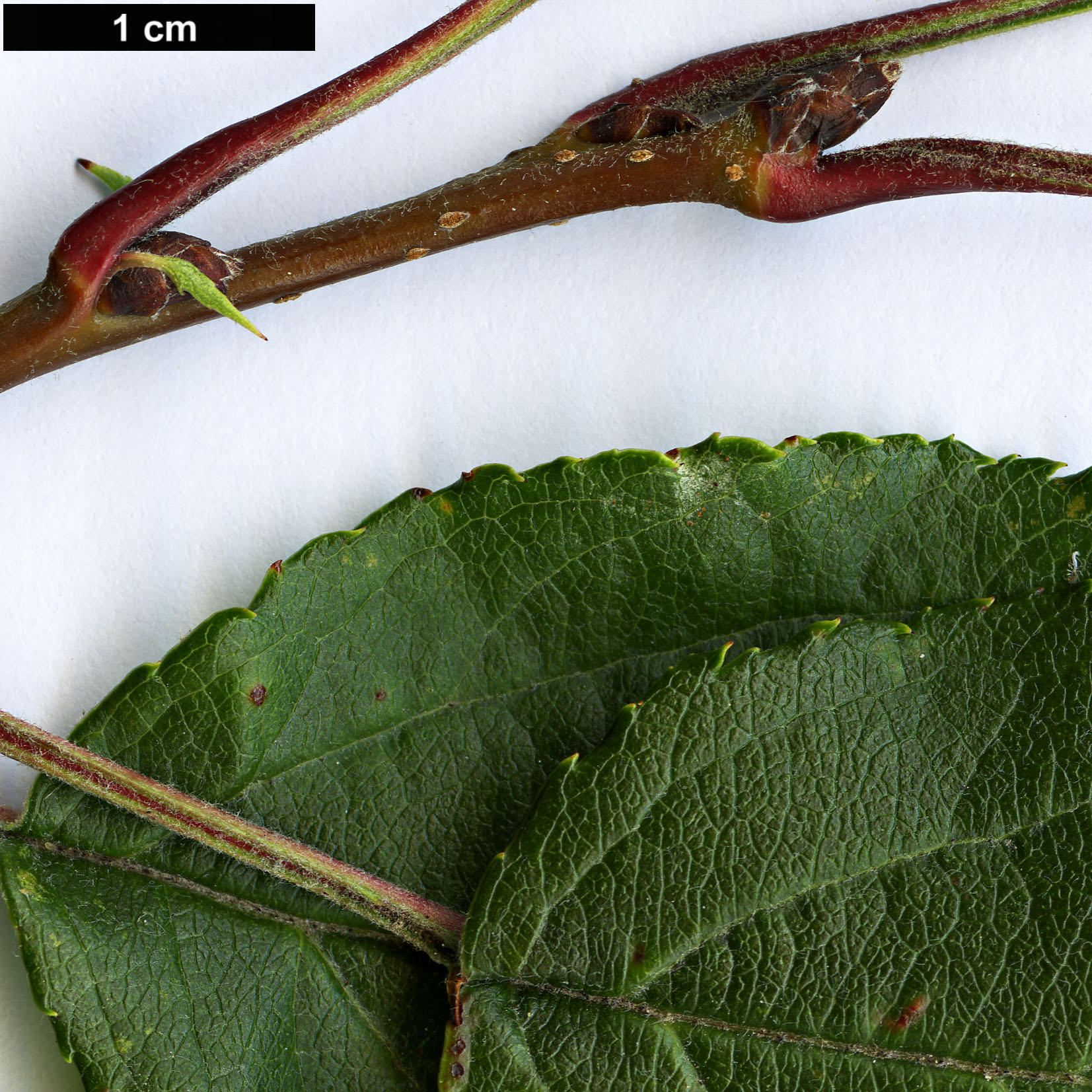 High resolution image: Family: Rosaceae - Genus: Malus - Taxon: hupehensis High resolution image: Family: Rosaceae - Genus: Malus - Taxon: hupehensis