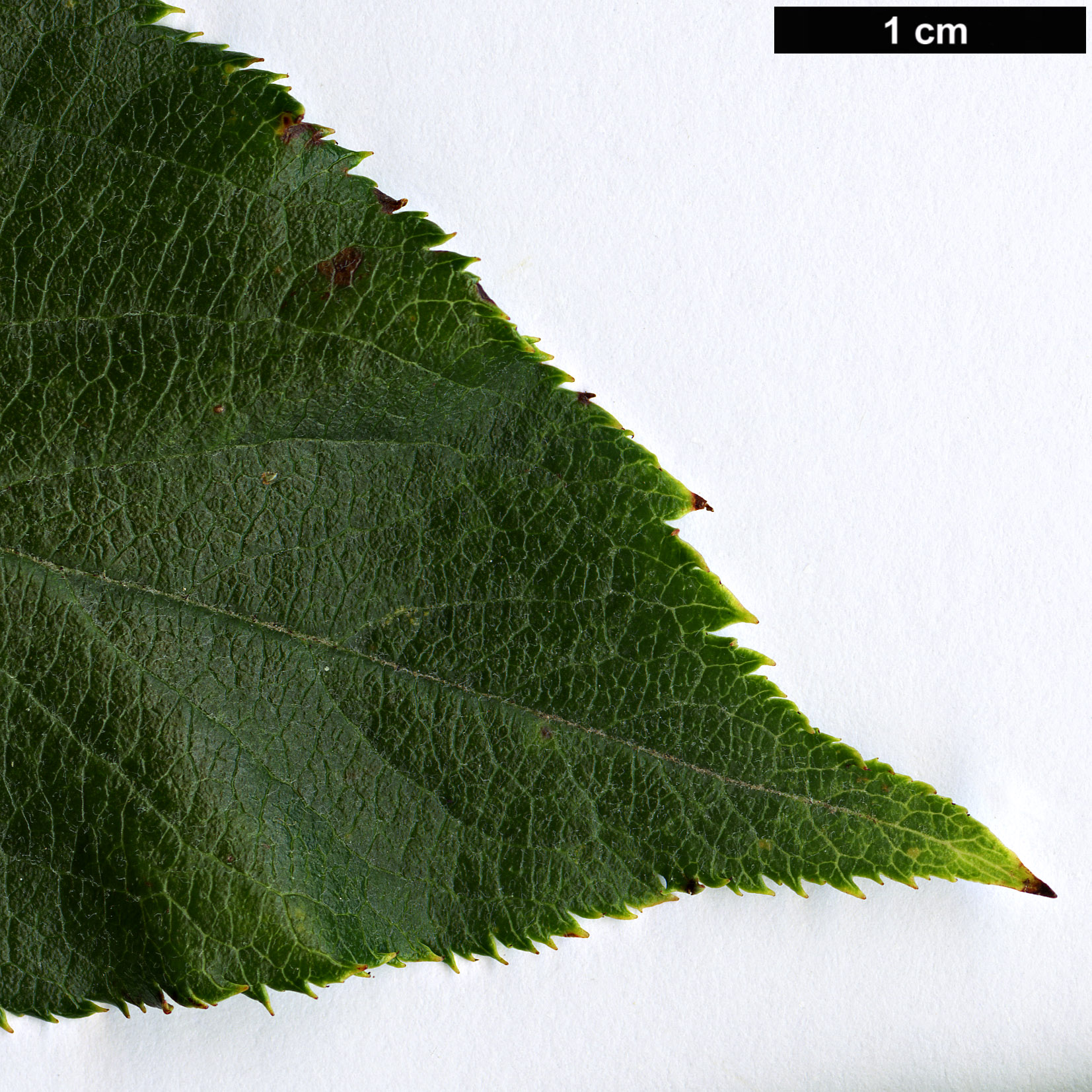 High resolution image: Family: Rosaceae - Genus: Malus - Taxon: hupehensis High resolution image: Family: Rosaceae - Genus: Malus - Taxon: hupehensis