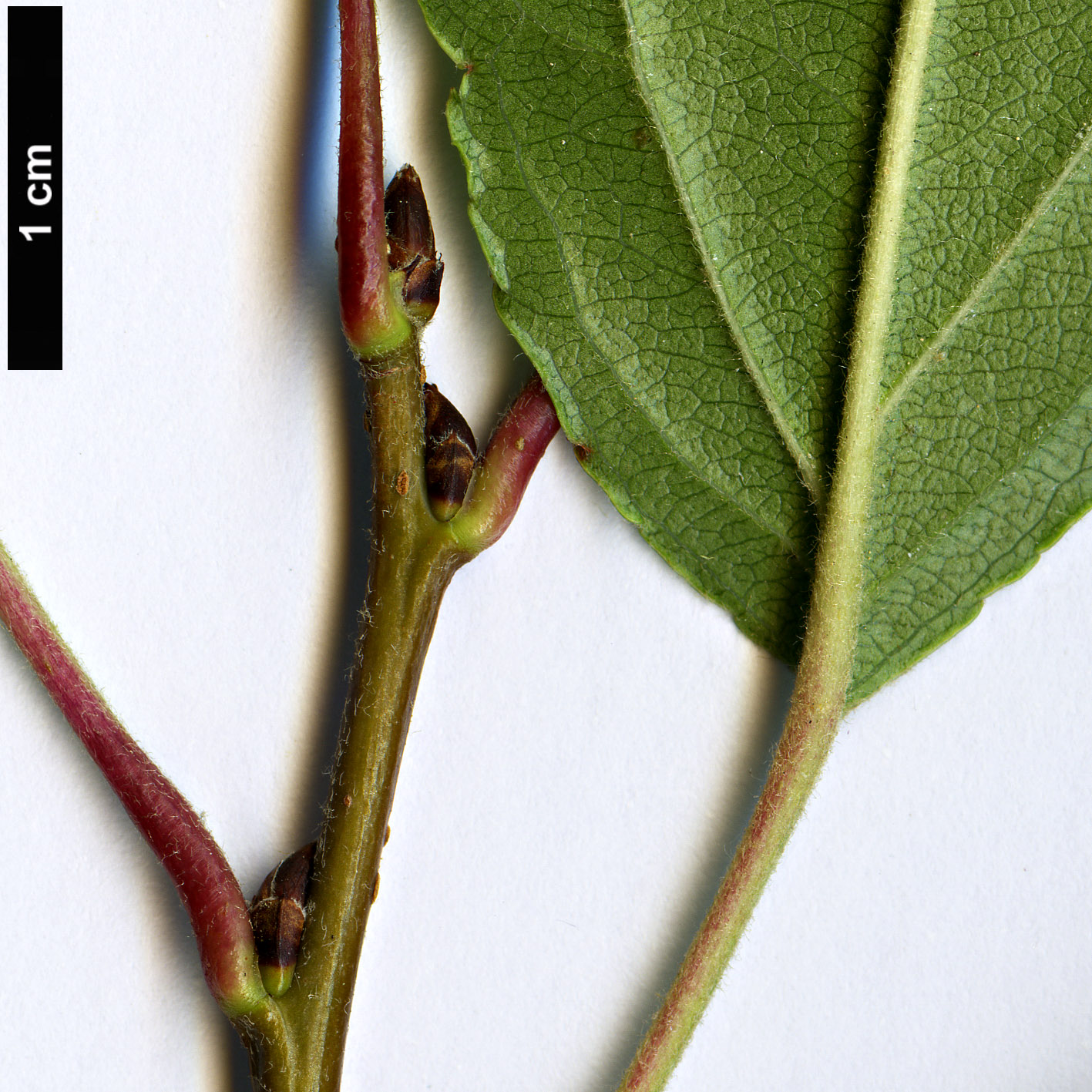 High resolution image: Family: Rosaceae - Genus: Malus - Taxon: hupehensis High resolution image: Family: Rosaceae - Genus: Malus - Taxon: hupehensis