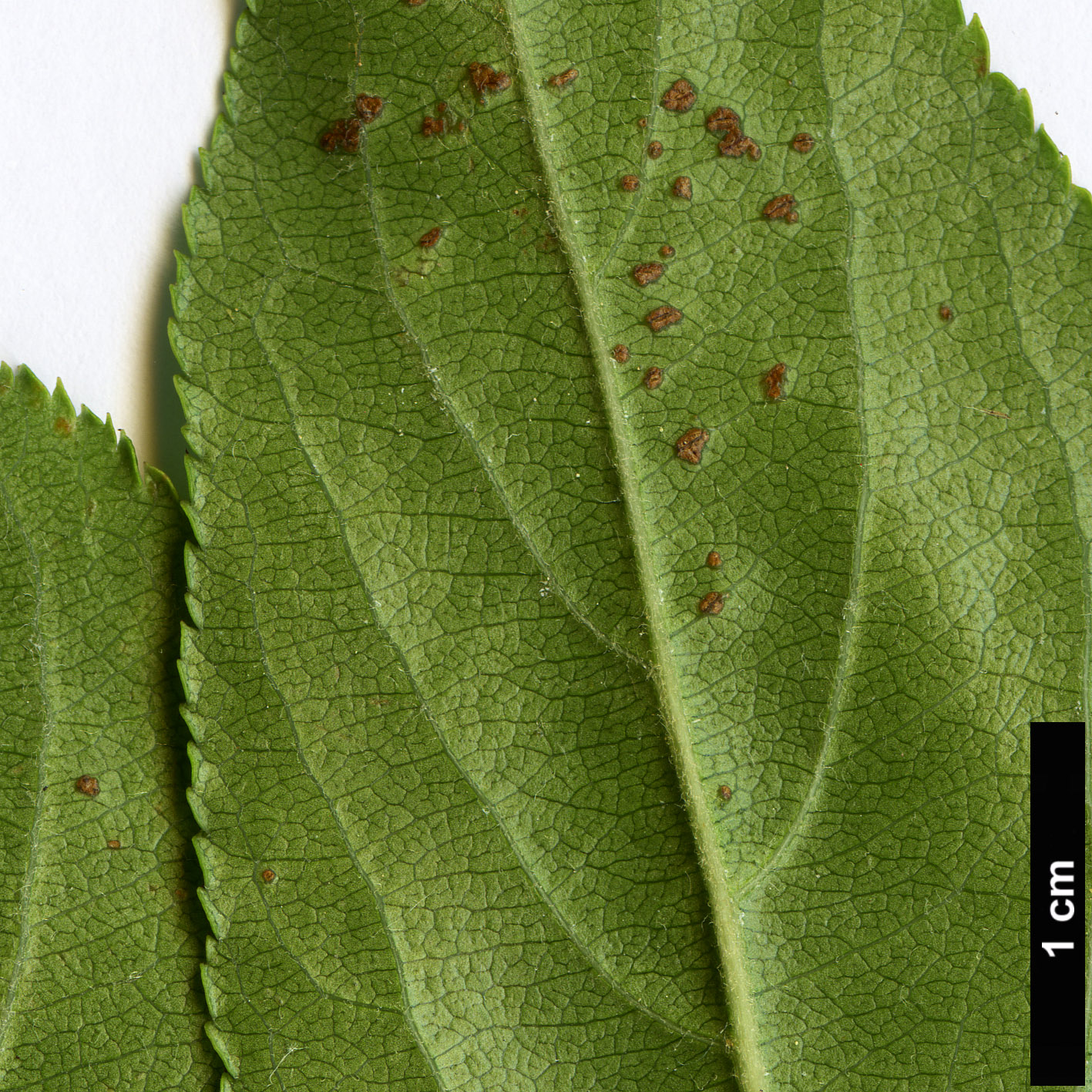 High resolution image: Family: Rosaceae - Genus: Malus - Taxon: hupehensis High resolution image: Family: Rosaceae - Genus: Malus - Taxon: hupehensis