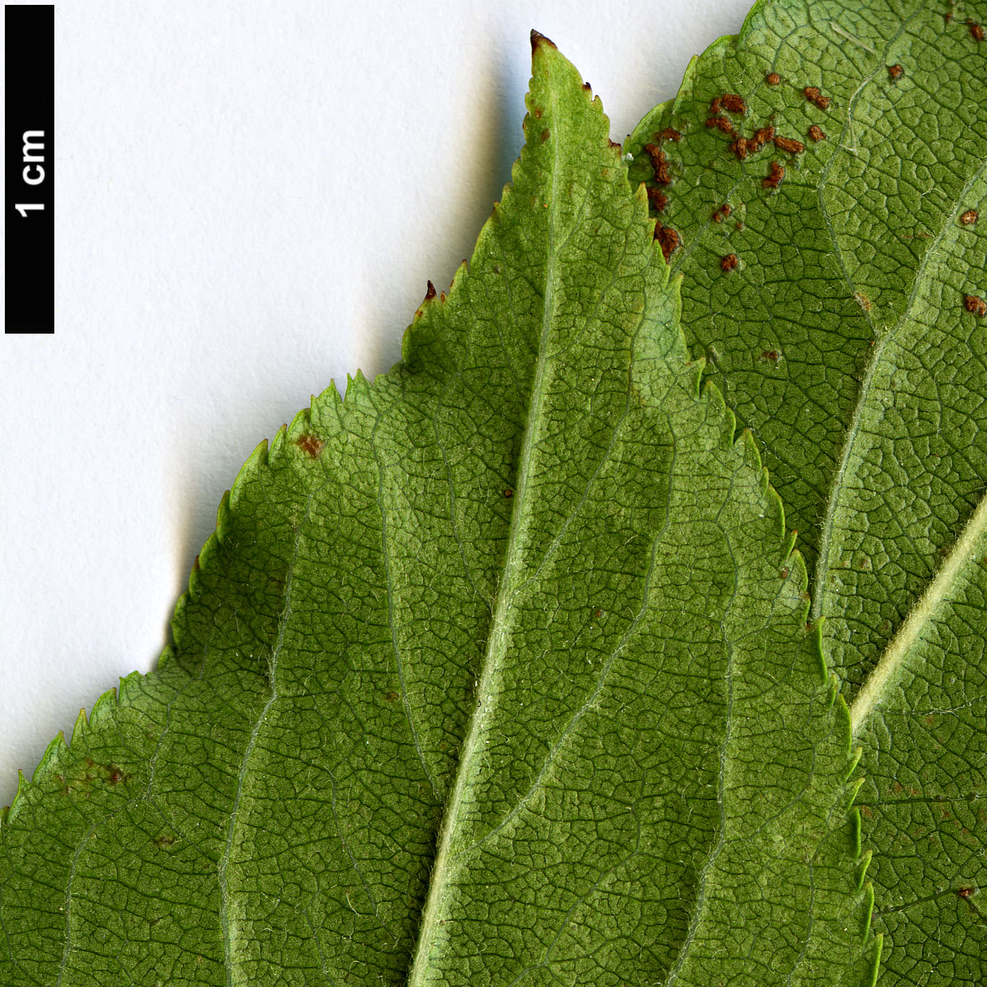 High resolution image: Family: Rosaceae - Genus: Malus - Taxon: hupehensis High resolution image: Family: Rosaceae - Genus: Malus - Taxon: hupehensis