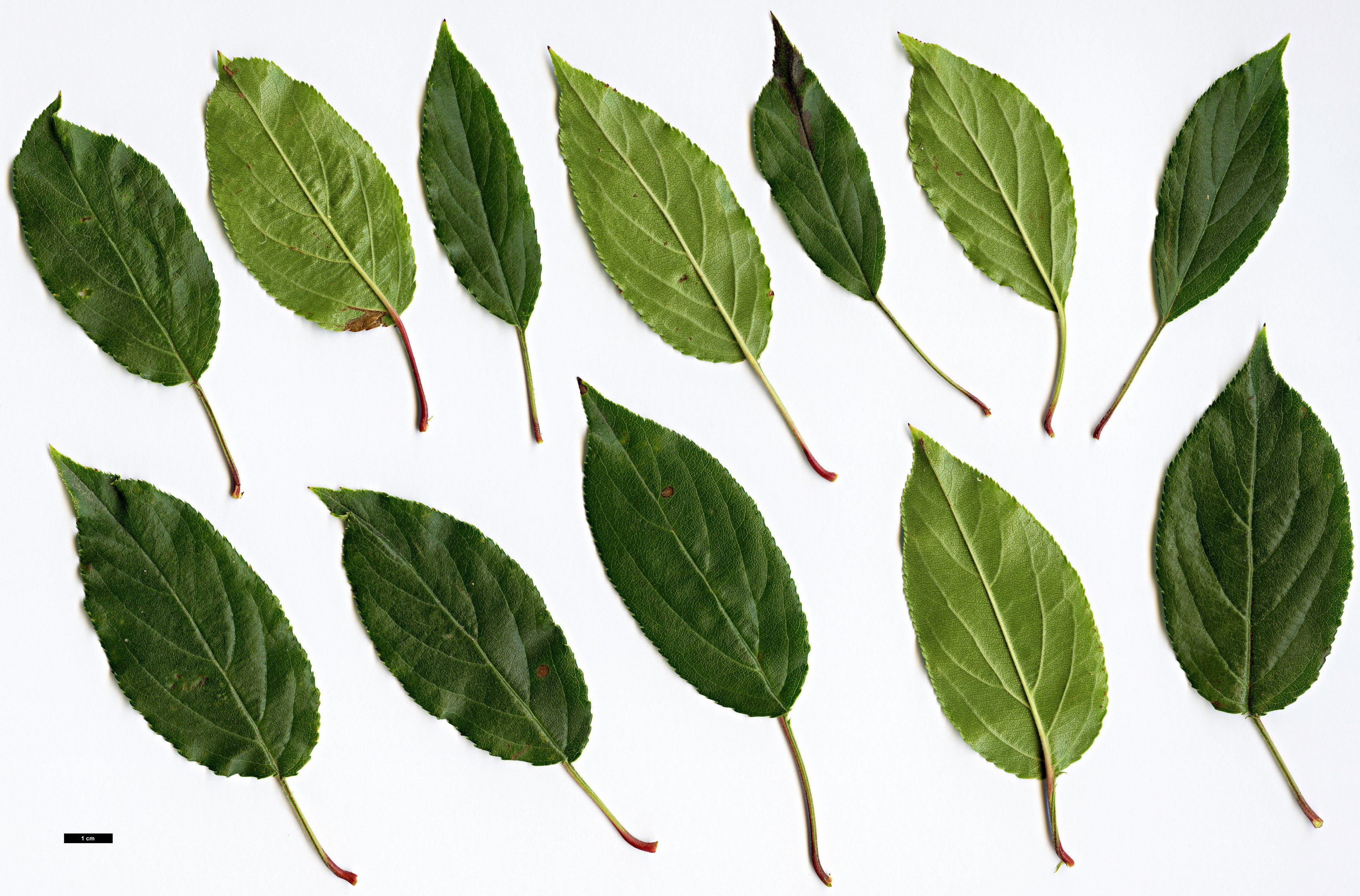 High resolution image: Family: Rosaceae - Genus: Malus - Taxon: hupehensis High resolution image: Family: Rosaceae - Genus: Malus - Taxon: hupehensis