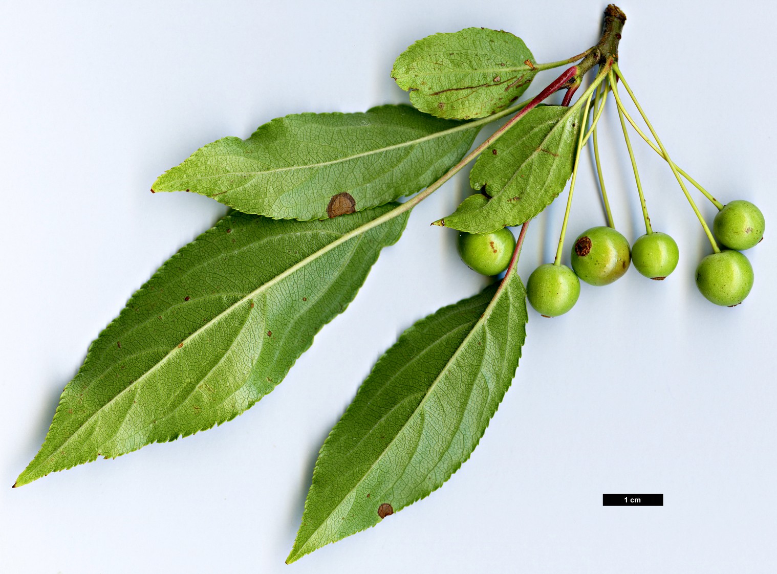 High resolution image: Family: Rosaceae - Genus: Malus - Taxon: hupehensis High resolution image: Family: Rosaceae - Genus: Malus - Taxon: hupehensis