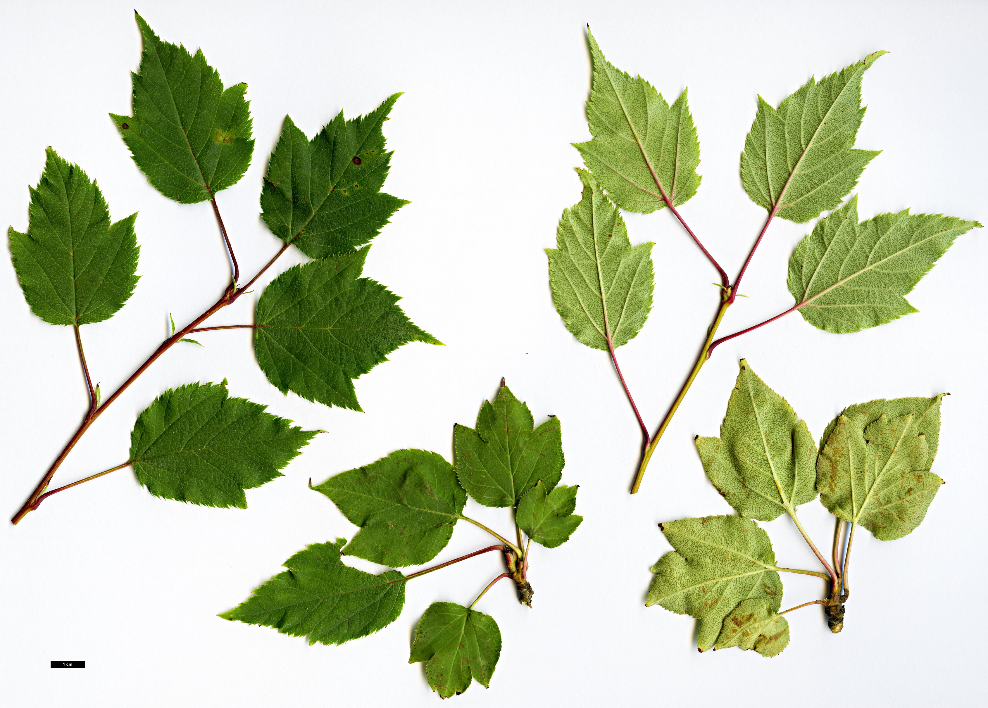 High resolution image: Family: Rosaceae - Genus: Malus - Taxon: kansuensis High resolution image: Family: Rosaceae - Genus: Malus - Taxon: kansuensis