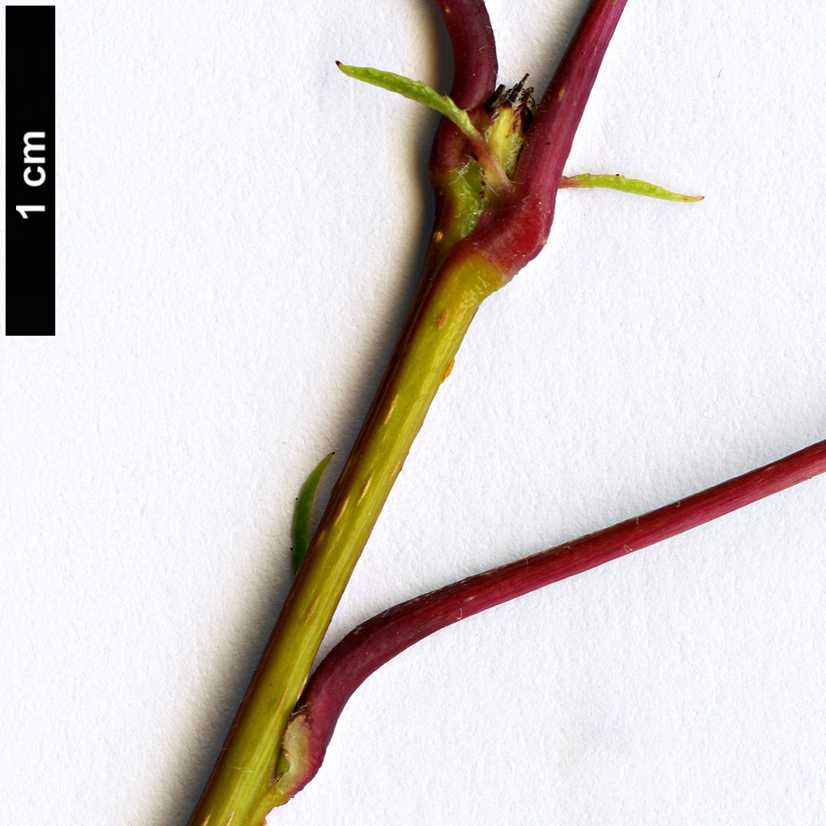 High resolution image: Family: Rosaceae - Genus: Malus - Taxon: kansuensis High resolution image: Family: Rosaceae - Genus: Malus - Taxon: kansuensis