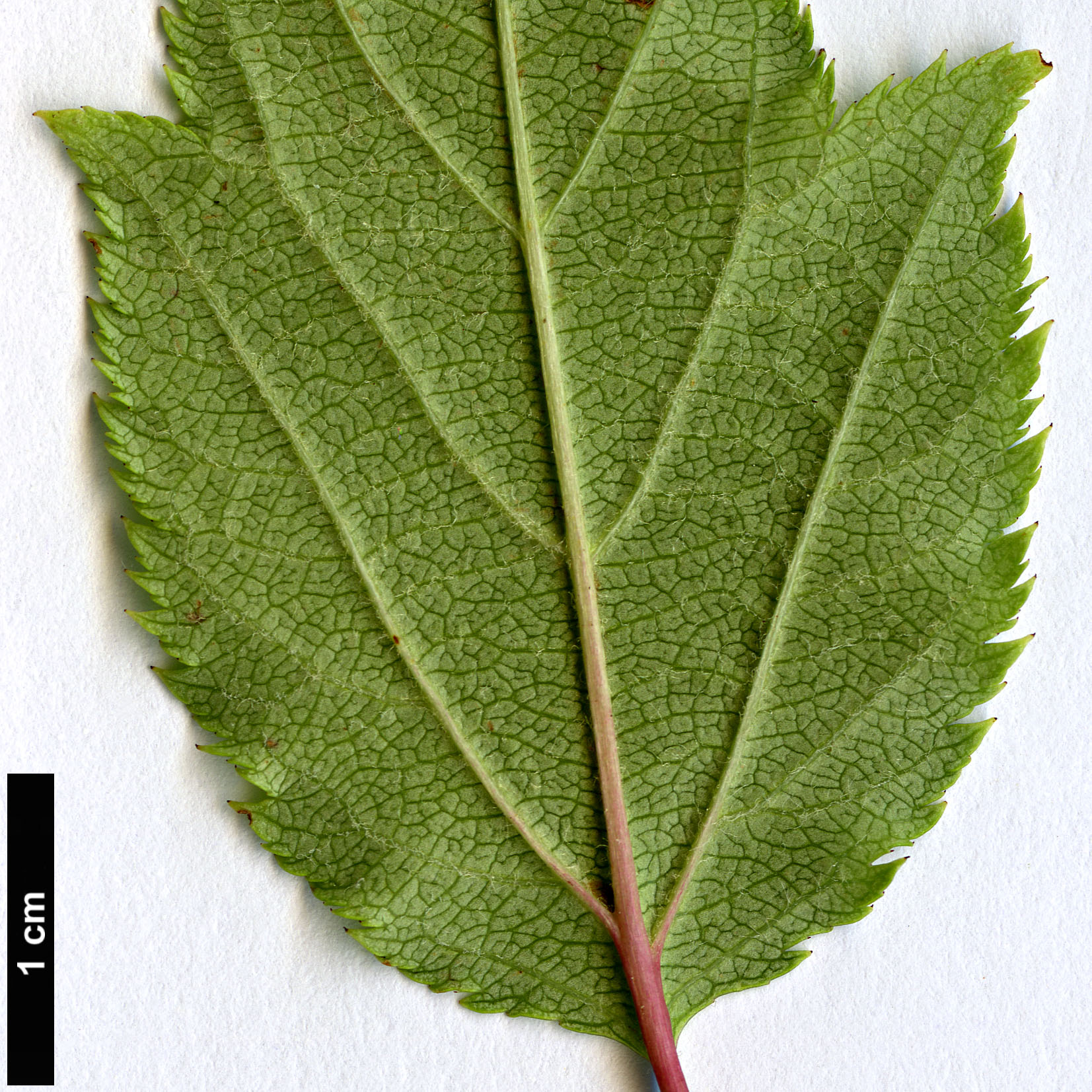 High resolution image: Family: Rosaceae - Genus: Malus - Taxon: kansuensis High resolution image: Family: Rosaceae - Genus: Malus - Taxon: kansuensis