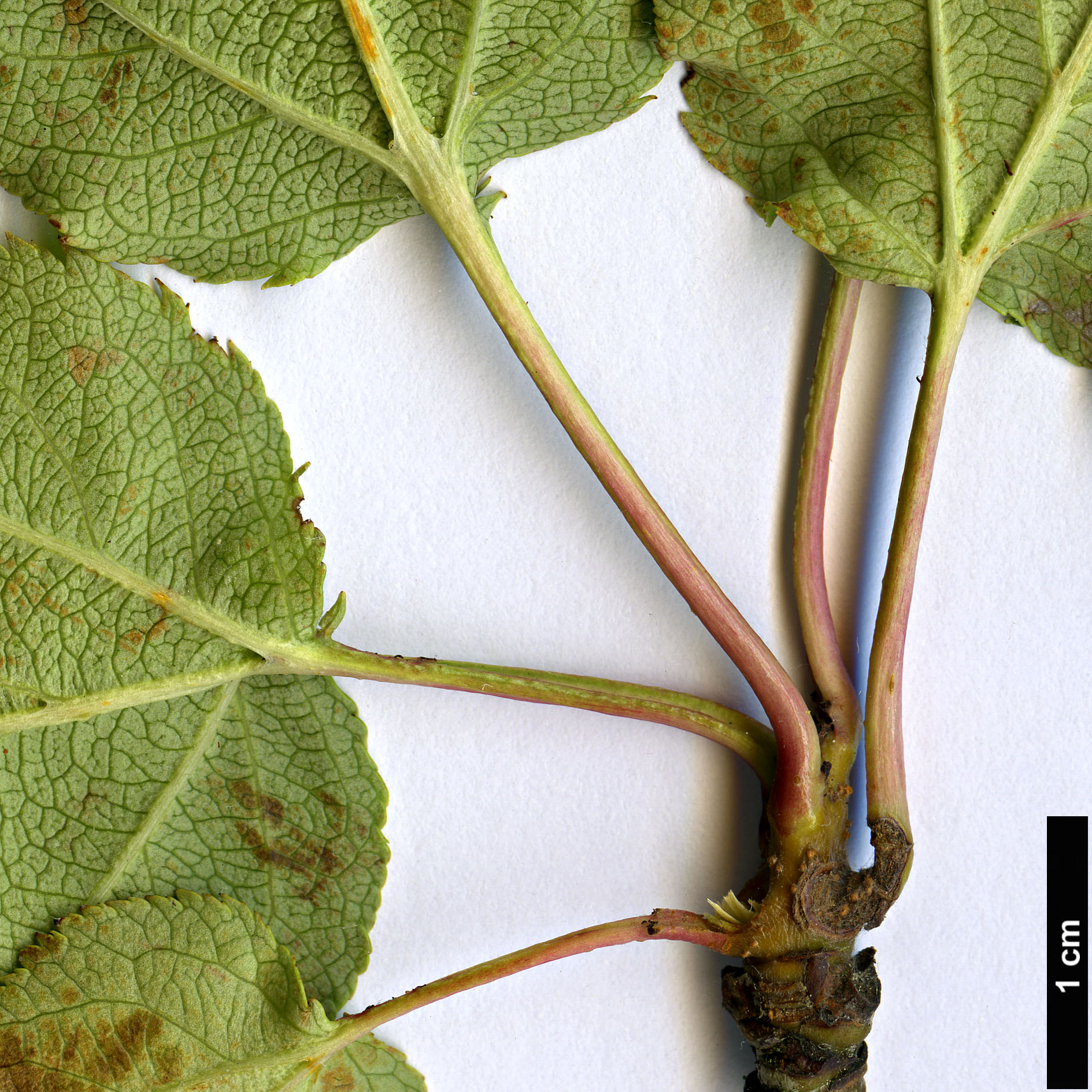 High resolution image: Family: Rosaceae - Genus: Malus - Taxon: kansuensis High resolution image: Family: Rosaceae - Genus: Malus - Taxon: kansuensis