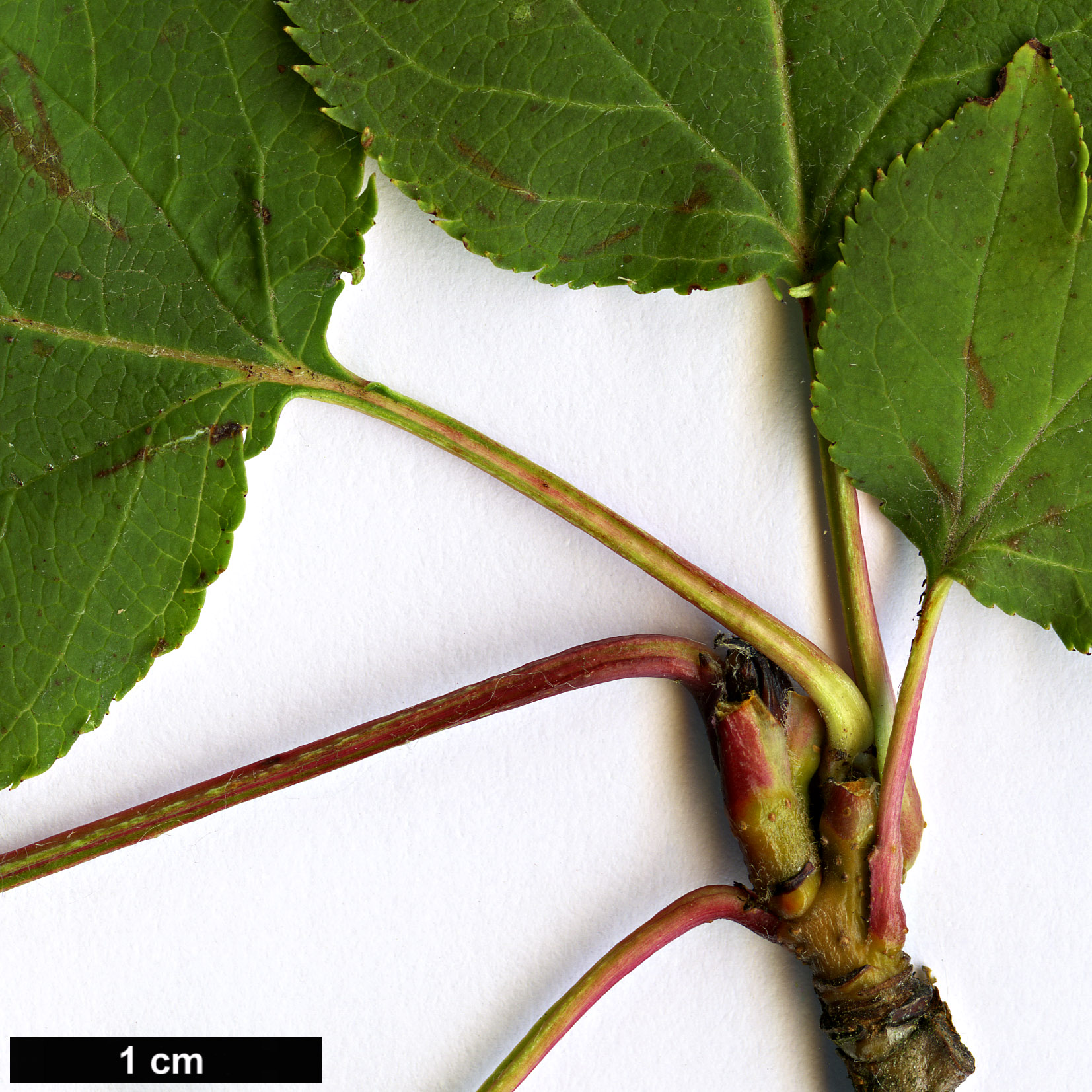 High resolution image: Family: Rosaceae - Genus: Malus - Taxon: kansuensis High resolution image: Family: Rosaceae - Genus: Malus - Taxon: kansuensis