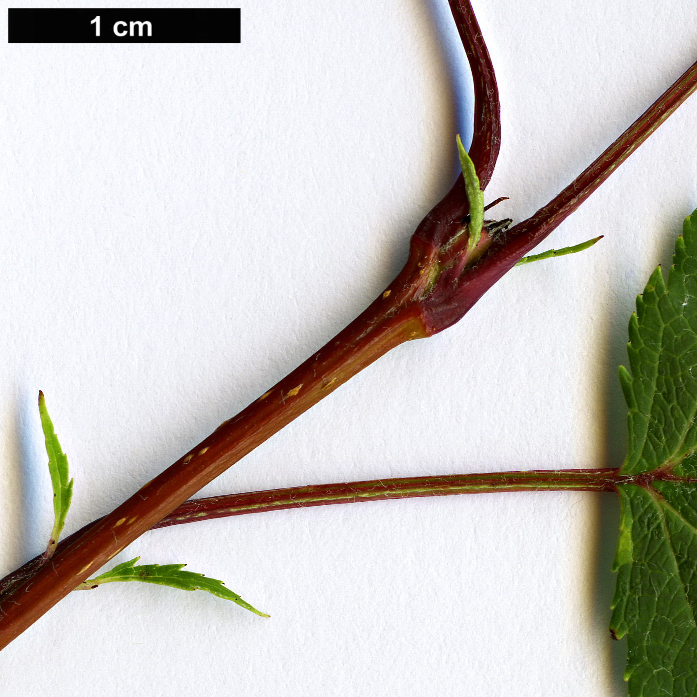 High resolution image: Family: Rosaceae - Genus: Malus - Taxon: kansuensis High resolution image: Family: Rosaceae - Genus: Malus - Taxon: kansuensis