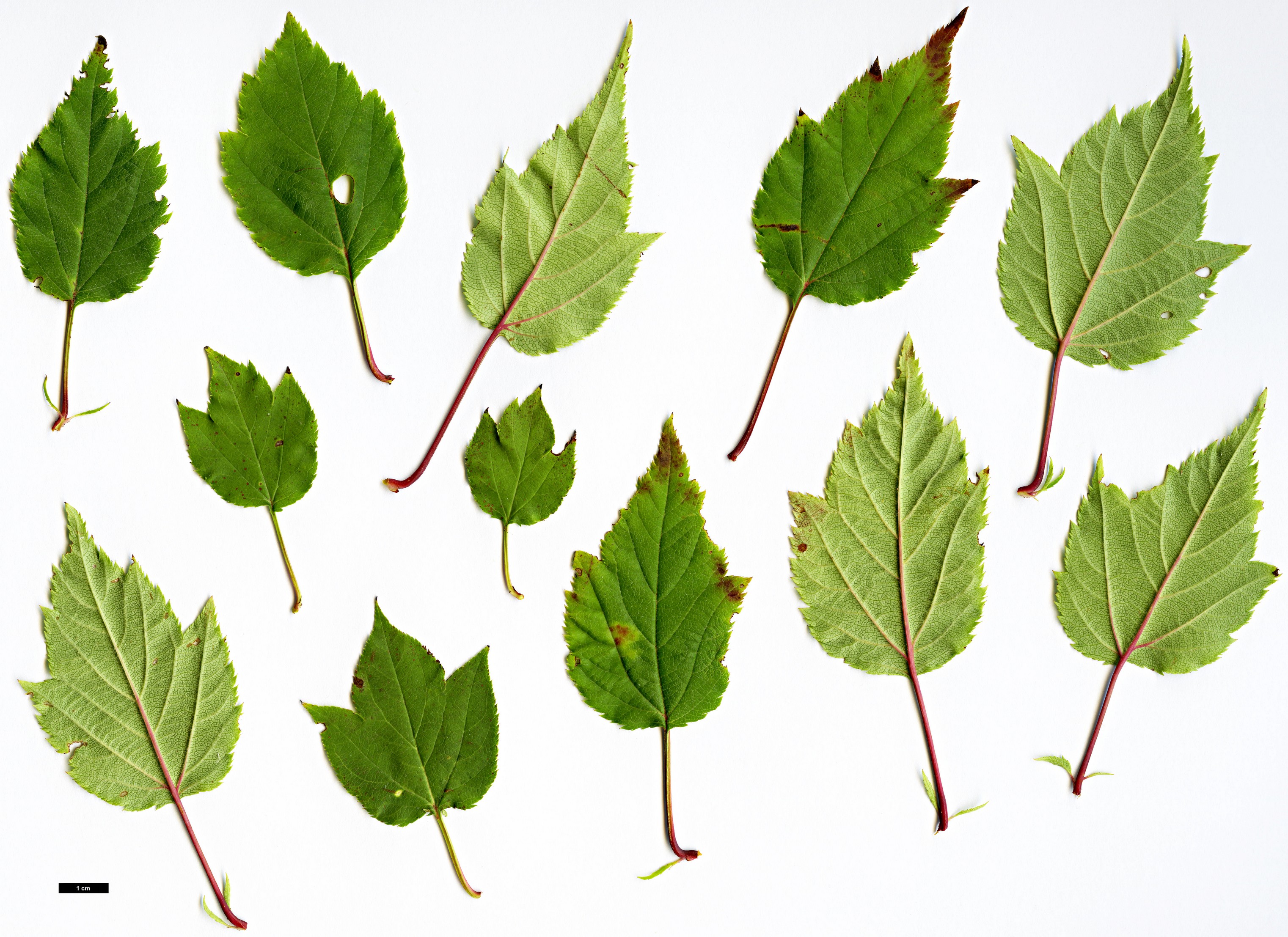 High resolution image: Family: Rosaceae - Genus: Malus - Taxon: kansuensis High resolution image: Family: Rosaceae - Genus: Malus - Taxon: kansuensis