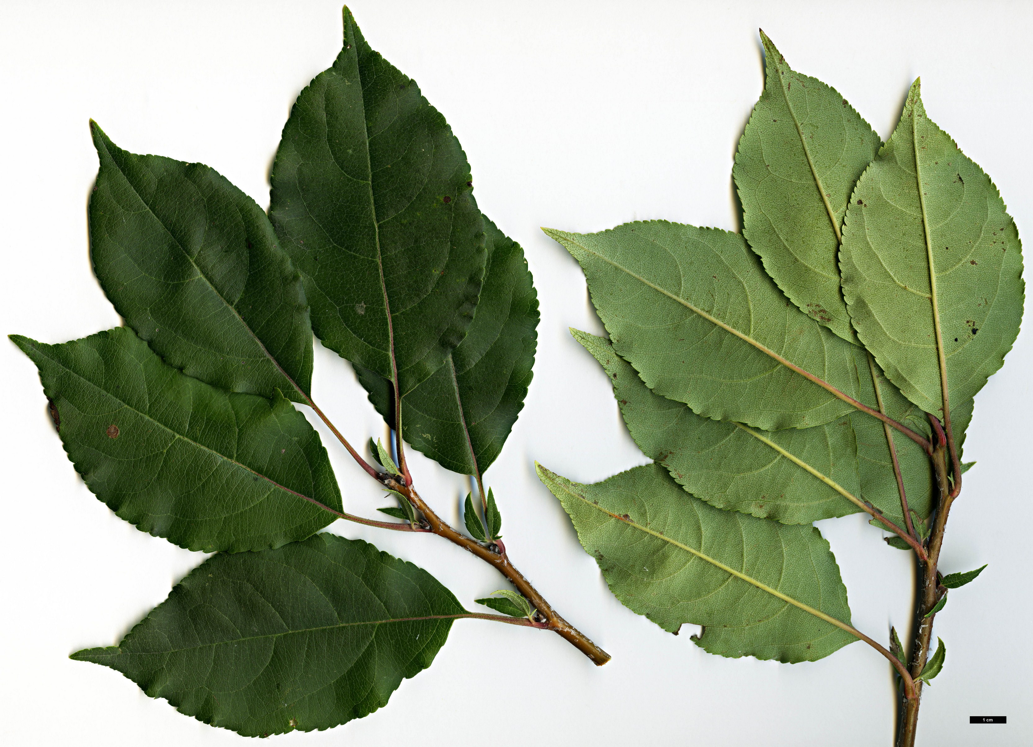 High resolution image: Family: Rosaceae - Genus: Malus - Taxon: mandshurica
