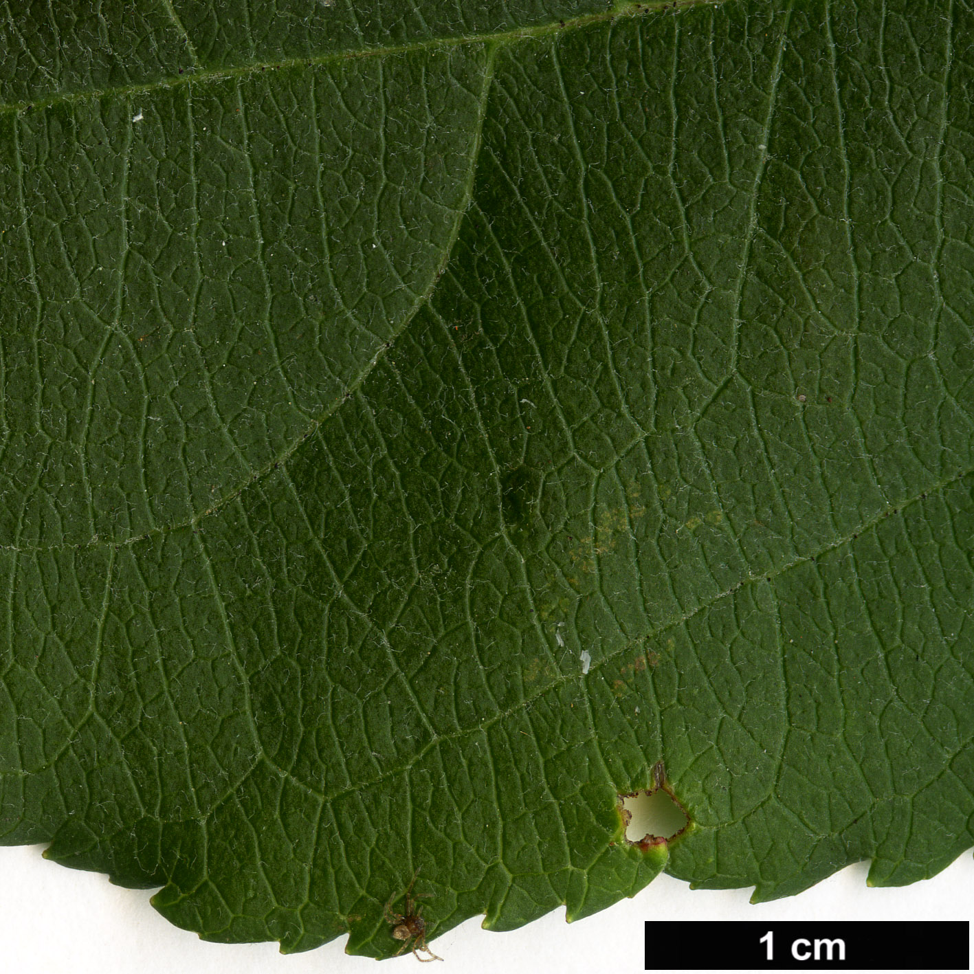 High resolution image: Family: Rosaceae - Genus: Malus - Taxon: mandshurica