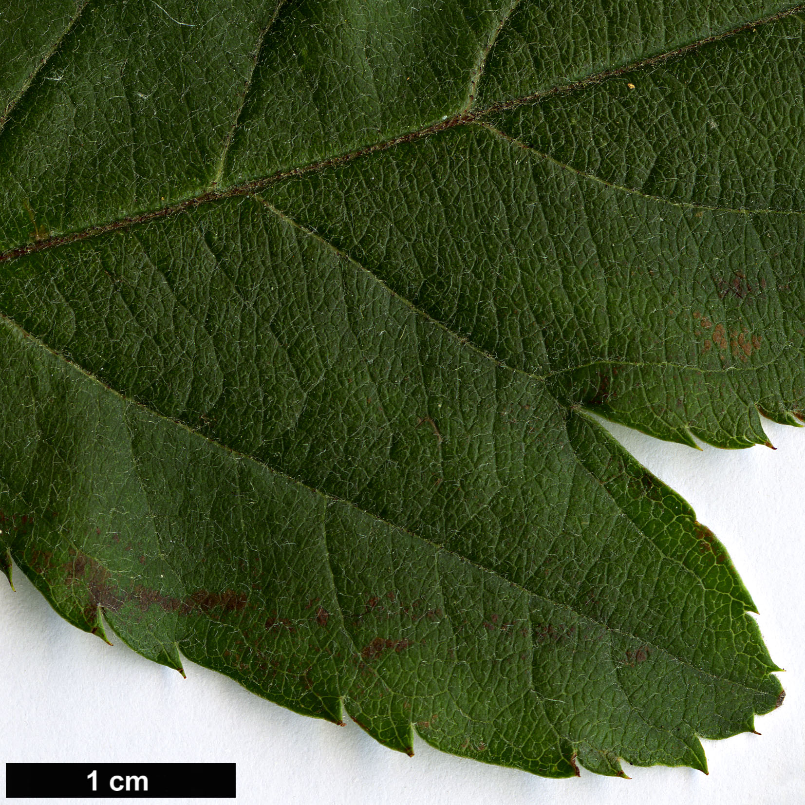 High resolution image: Family: Rosaceae - Genus: Malus - Taxon: sargentii