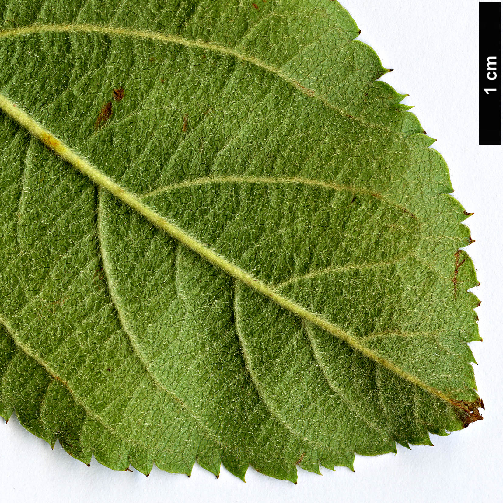 High resolution image: Family: Rosaceae - Genus: Malus - Taxon: sargentii