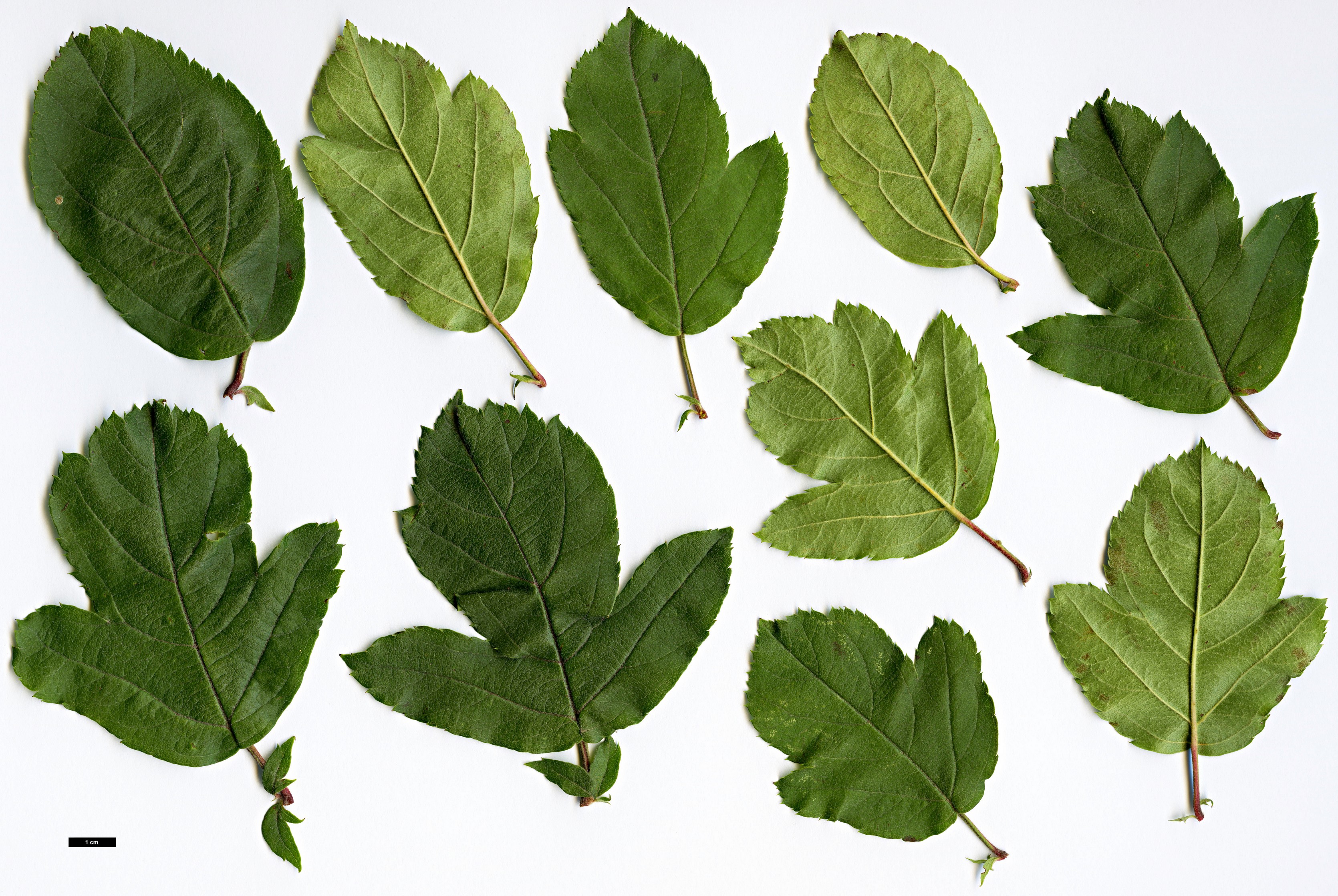 High resolution image: Family: Rosaceae - Genus: Malus - Taxon: sargentii High resolution image: Family: Rosaceae - Genus: Malus - Taxon: sargentii