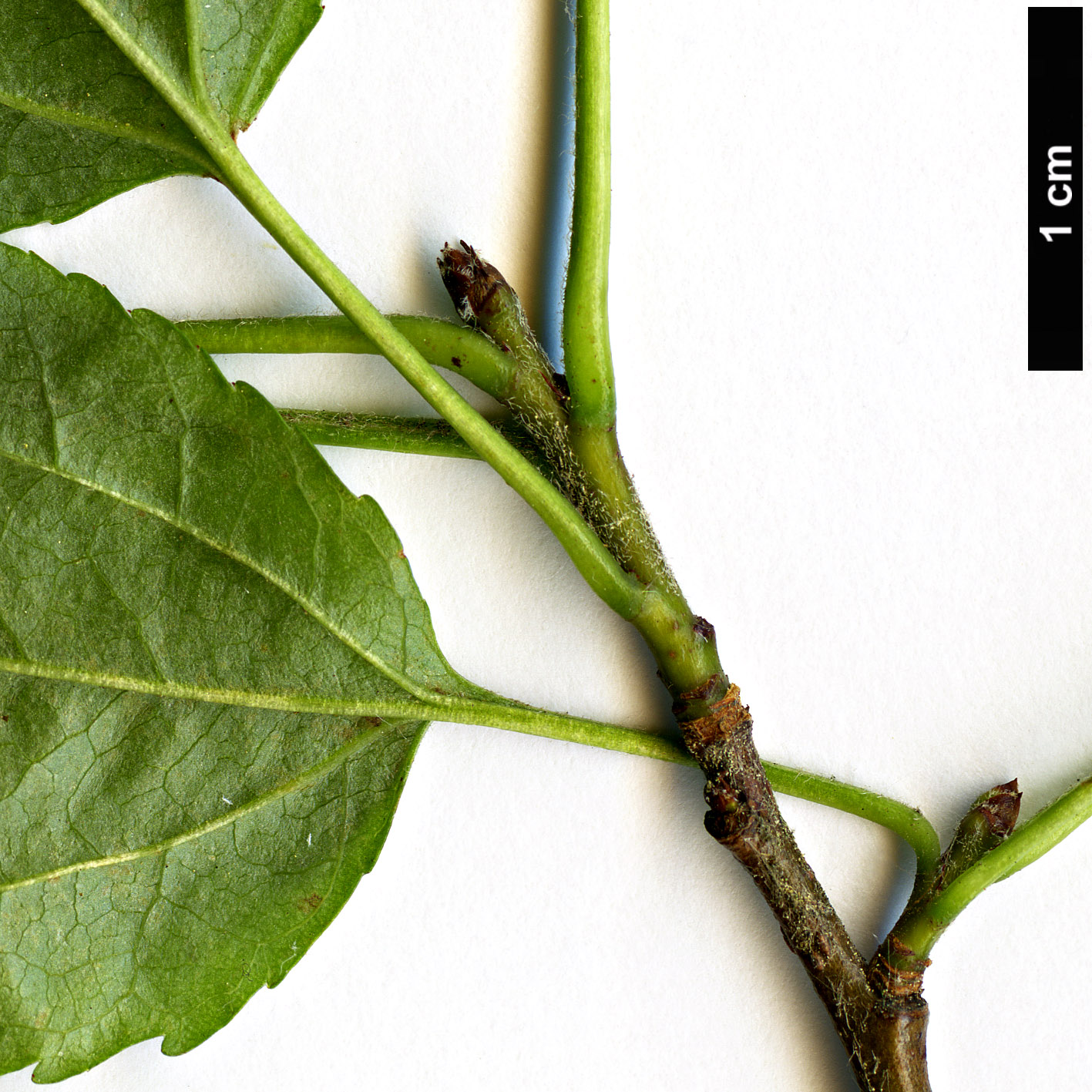 High resolution image: Family: Rosaceae - Genus: Malus - Taxon: sylvestris High resolution image: Family: Rosaceae - Genus: Malus - Taxon: sylvestris