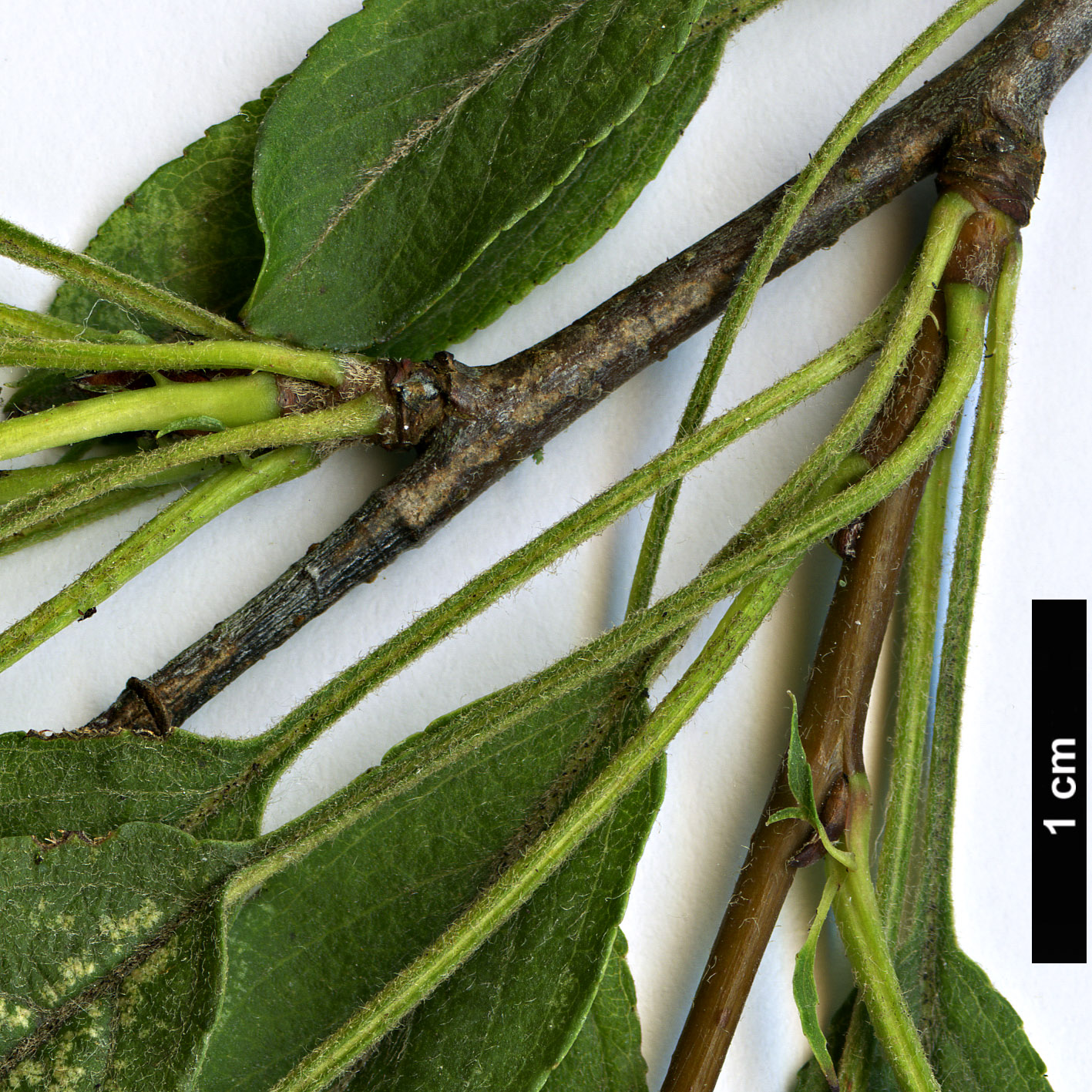 High resolution image: Family: Rosaceae - Genus: Malus - Taxon: transitoria High resolution image: Family: Rosaceae - Genus: Malus - Taxon: transitoria