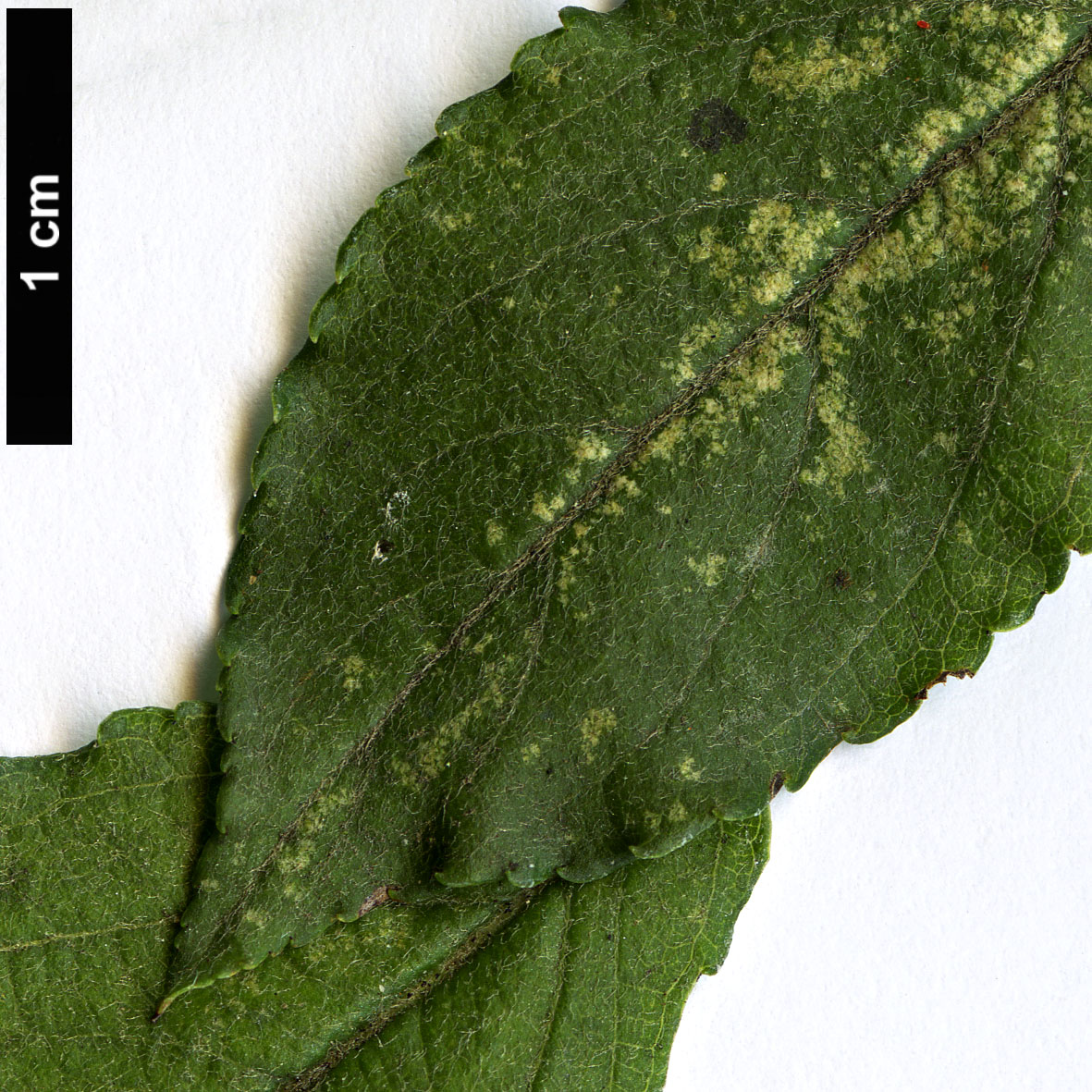 High resolution image: Family: Rosaceae - Genus: Malus - Taxon: transitoria High resolution image: Family: Rosaceae - Genus: Malus - Taxon: transitoria