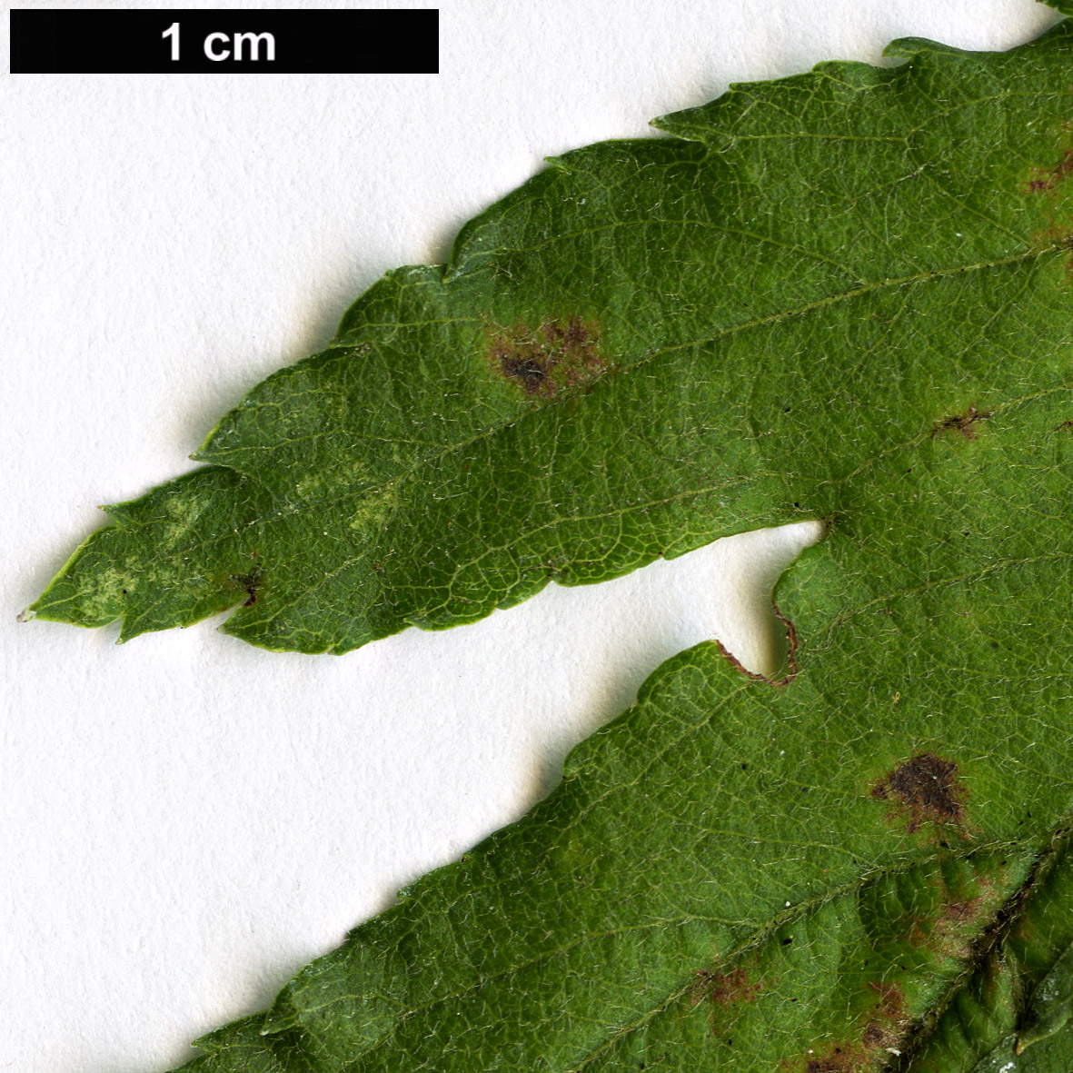 High resolution image: Family: Rosaceae - Genus: Malus - Taxon: transitoria High resolution image: Family: Rosaceae - Genus: Malus - Taxon: transitoria