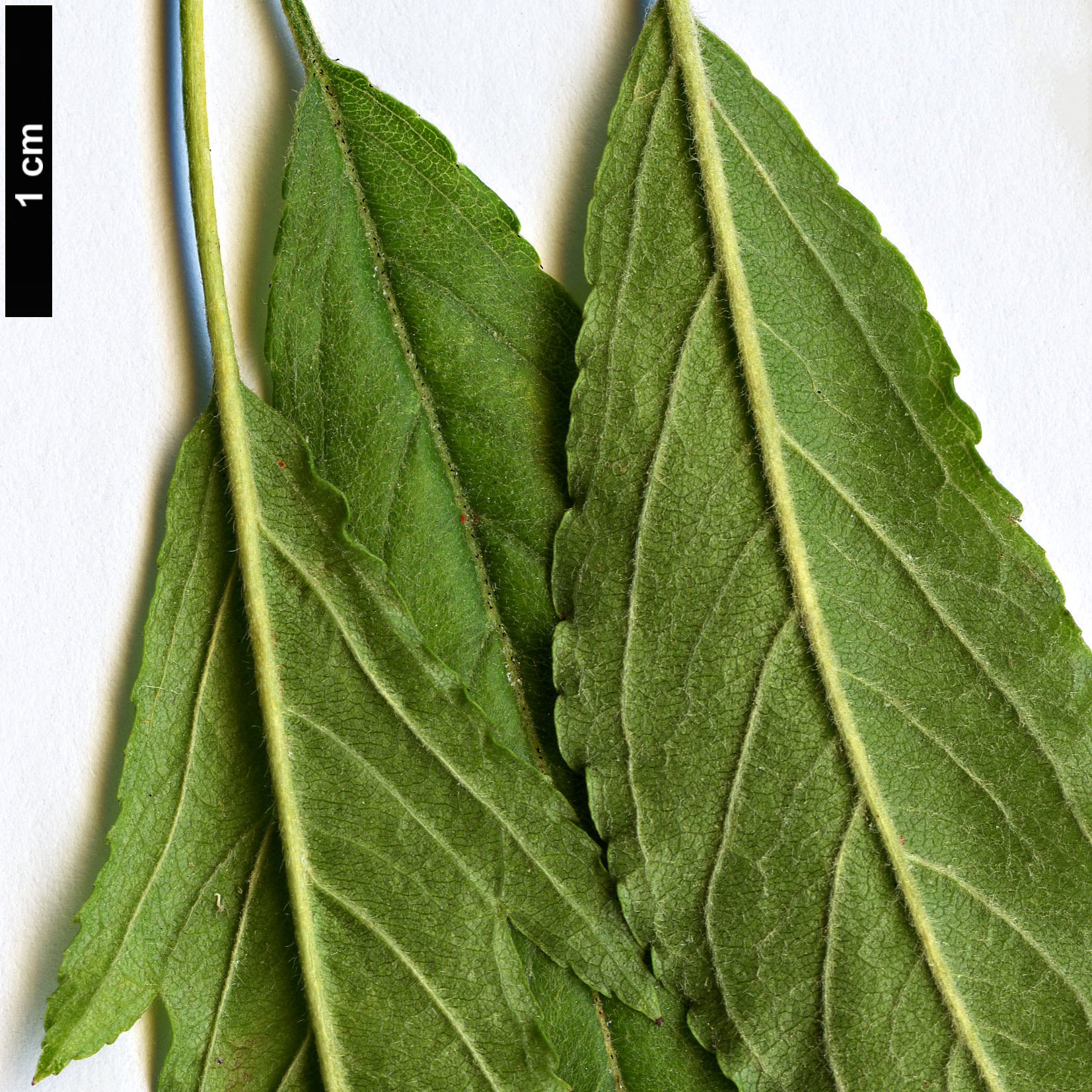 High resolution image: Family: Rosaceae - Genus: Malus - Taxon: transitoria High resolution image: Family: Rosaceae - Genus: Malus - Taxon: transitoria