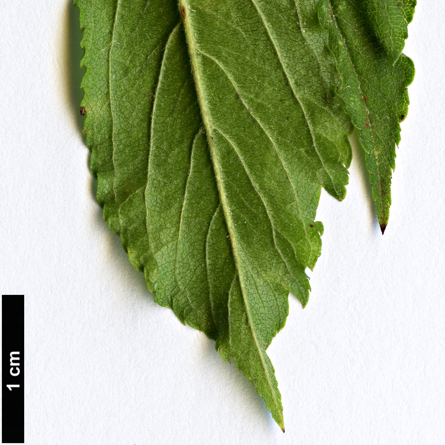 High resolution image: Family: Rosaceae - Genus: Malus - Taxon: transitoria High resolution image: Family: Rosaceae - Genus: Malus - Taxon: transitoria