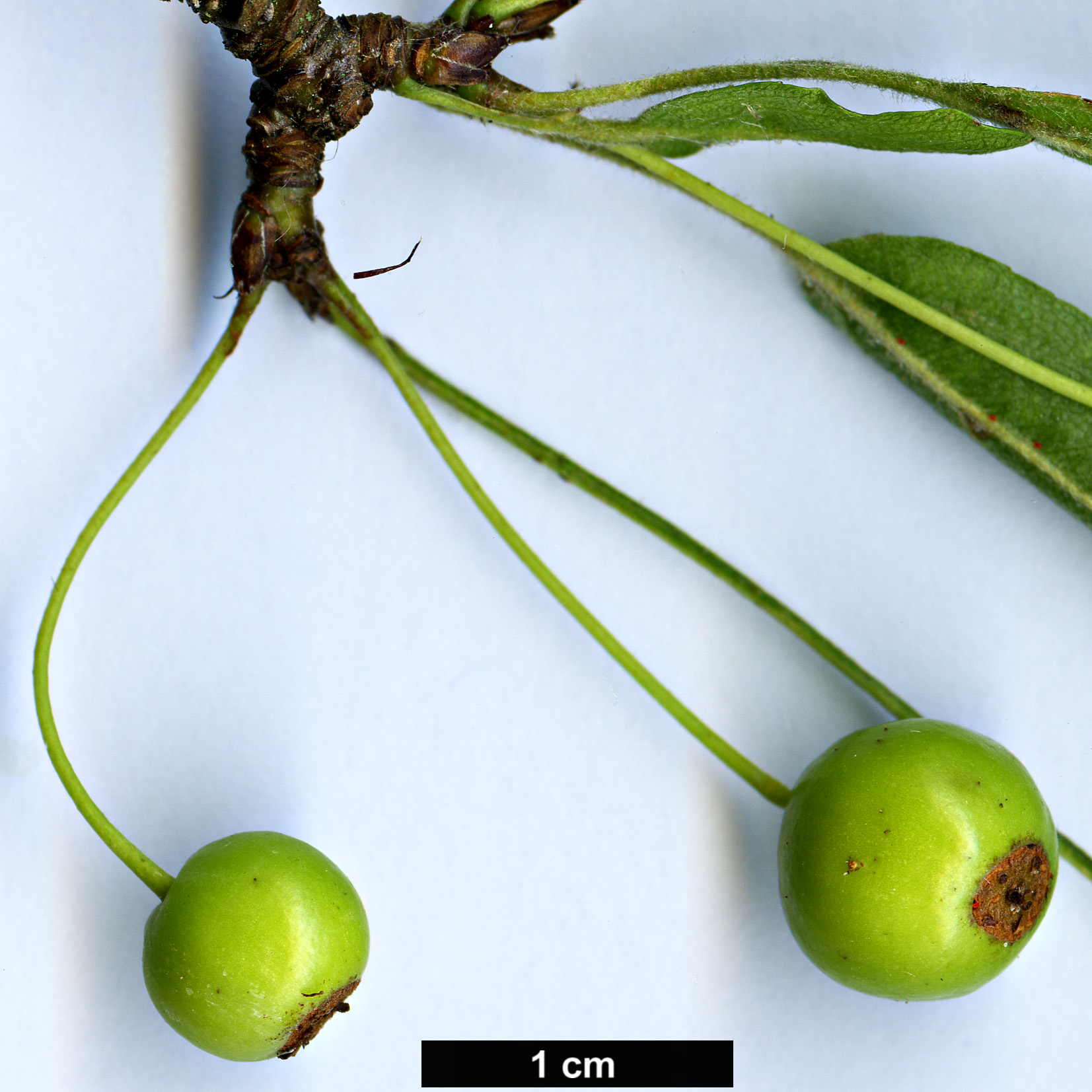 High resolution image: Family: Rosaceae - Genus: Malus - Taxon: transitoria High resolution image: Family: Rosaceae - Genus: Malus - Taxon: transitoria