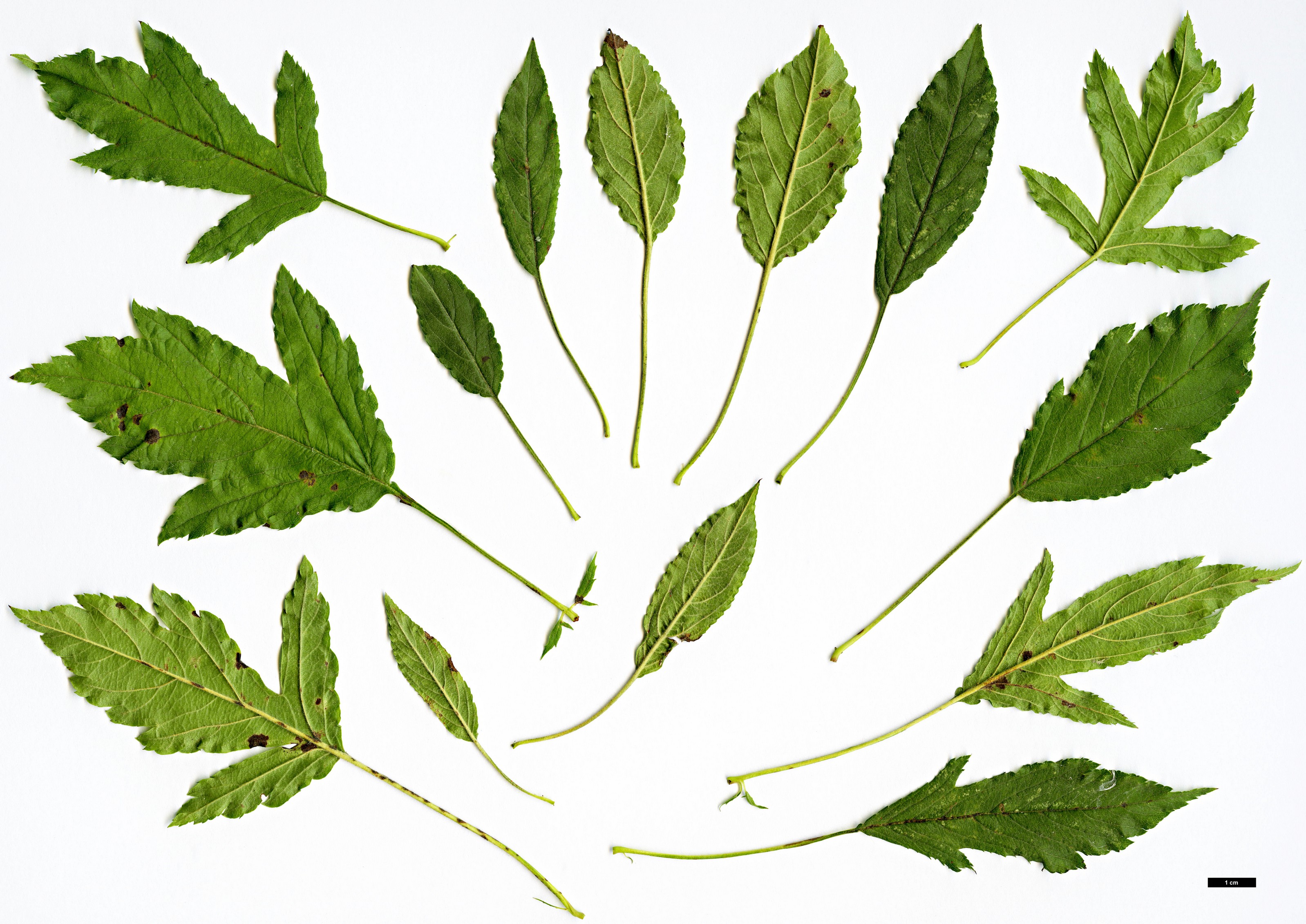 High resolution image: Family: Rosaceae - Genus: Malus - Taxon: transitoria High resolution image: Family: Rosaceae - Genus: Malus - Taxon: transitoria