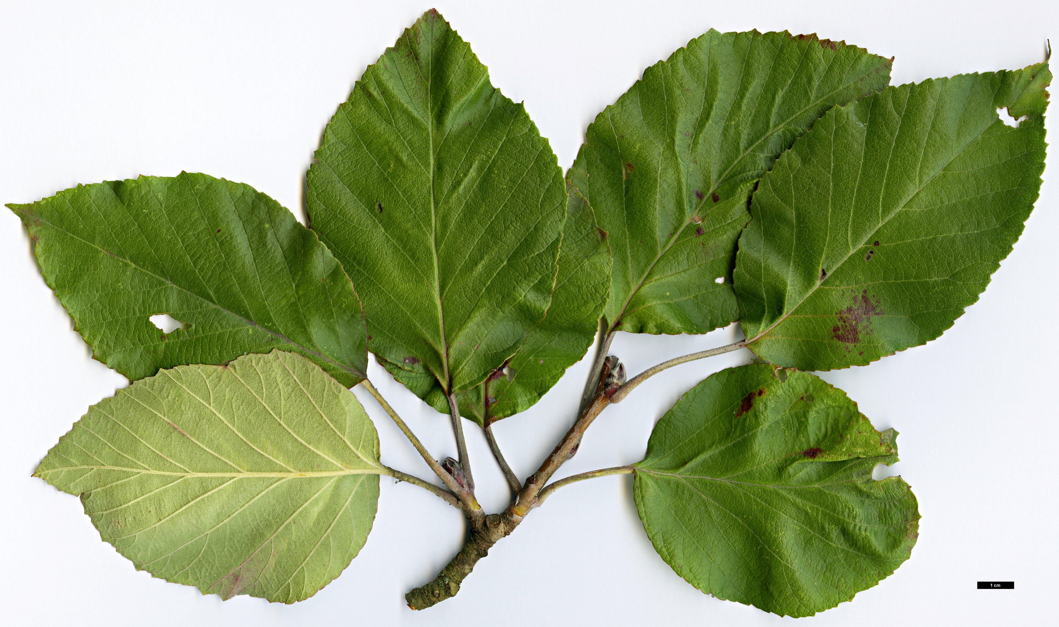 High resolution image: Family: Rosaceae - Genus: Malus - Taxon: tschonoskii