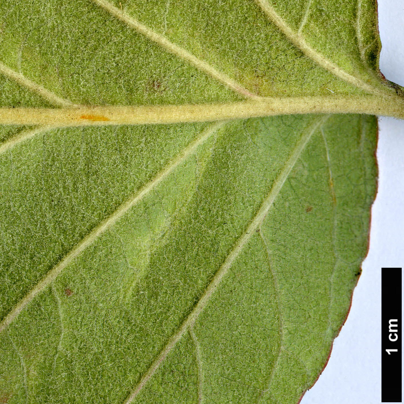 High resolution image: Family: Rosaceae - Genus: Malus - Taxon: tschonoskii