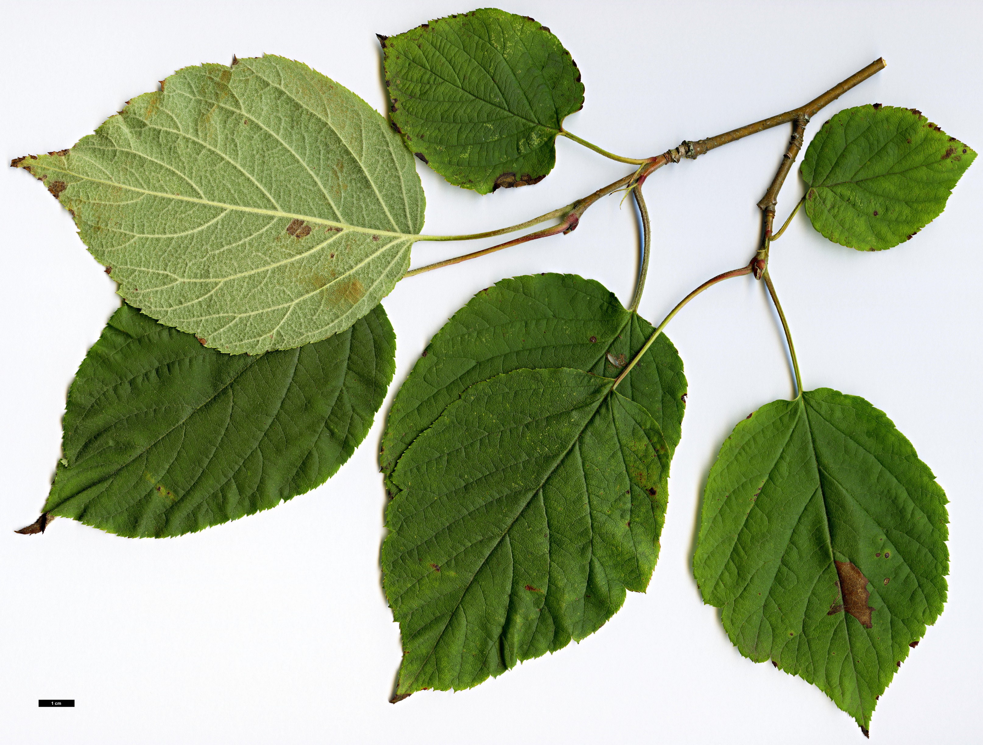 High resolution image: Family: Rosaceae - Genus: Malus - Taxon: yunnanensis High resolution image: Family: Rosaceae - Genus: Malus - Taxon: yunnanensis