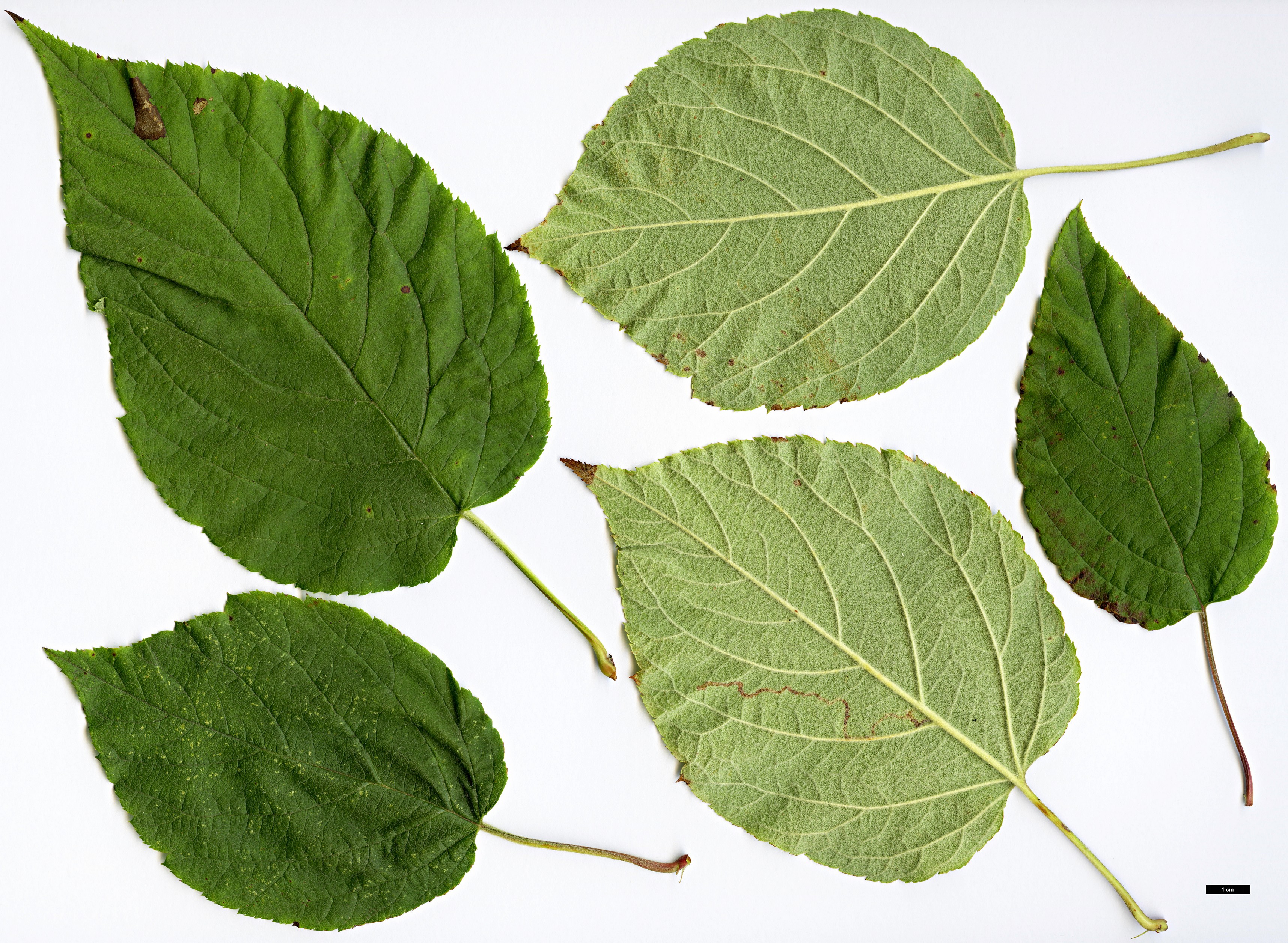 High resolution image: Family: Rosaceae - Genus: Malus - Taxon: yunnanensis High resolution image: Family: Rosaceae - Genus: Malus - Taxon: yunnanensis