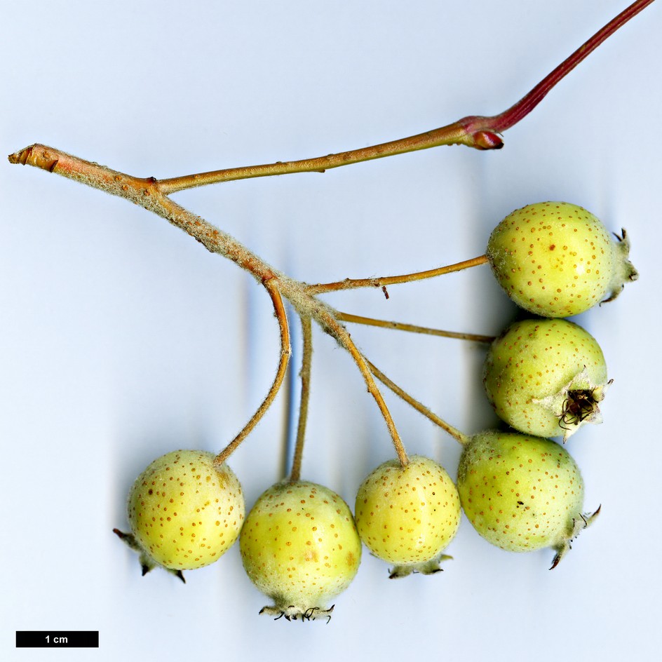 High resolution image: Family: Rosaceae - Genus: Malus - Taxon: yunnanensis