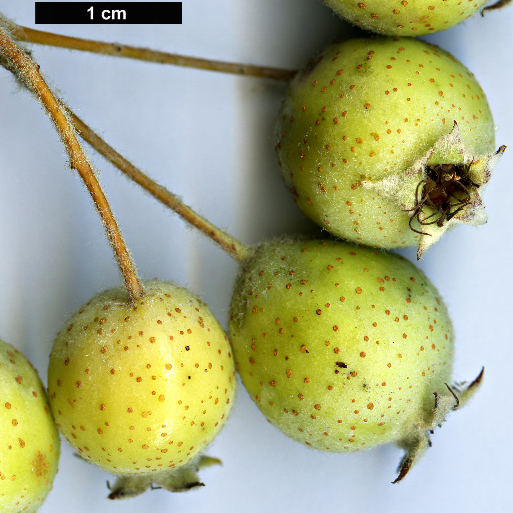 High resolution image: Family: Rosaceae - Genus: Malus - Taxon: yunnanensis High resolution image: Family: Rosaceae - Genus: Malus - Taxon: yunnanensis