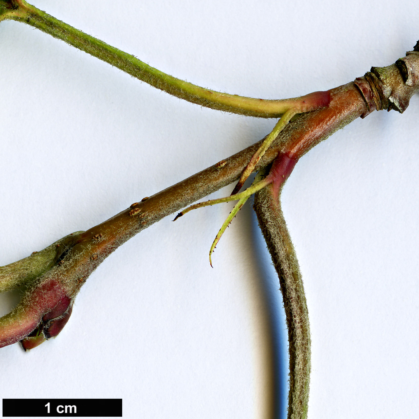 High resolution image: Family: Rosaceae - Genus: Malus - Taxon: yunnanensis High resolution image: Family: Rosaceae - Genus: Malus - Taxon: yunnanensis