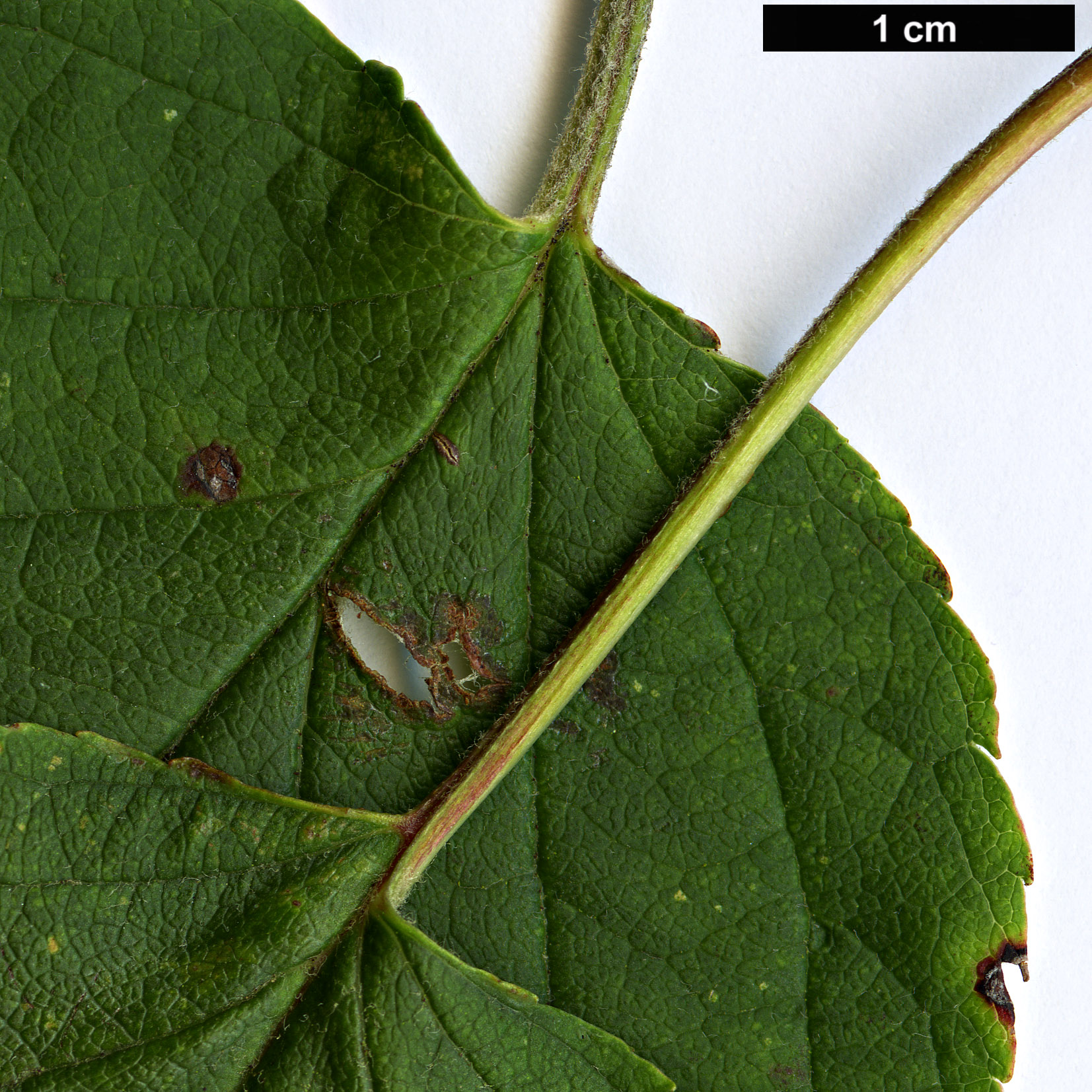 High resolution image: Family: Rosaceae - Genus: Malus - Taxon: yunnanensis High resolution image: Family: Rosaceae - Genus: Malus - Taxon: yunnanensis